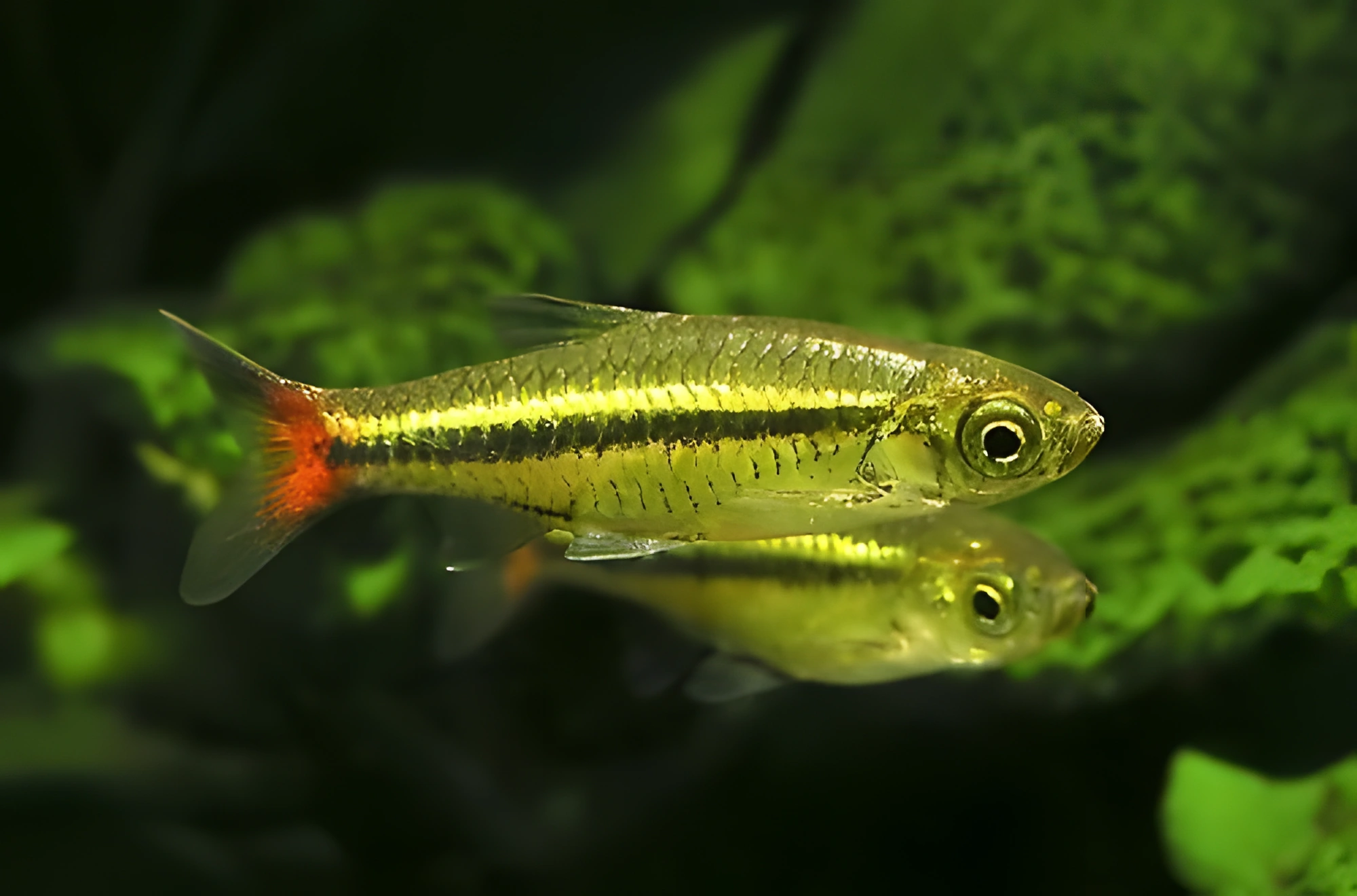 Fotografía del pez de acuario Rasbora de cola roja