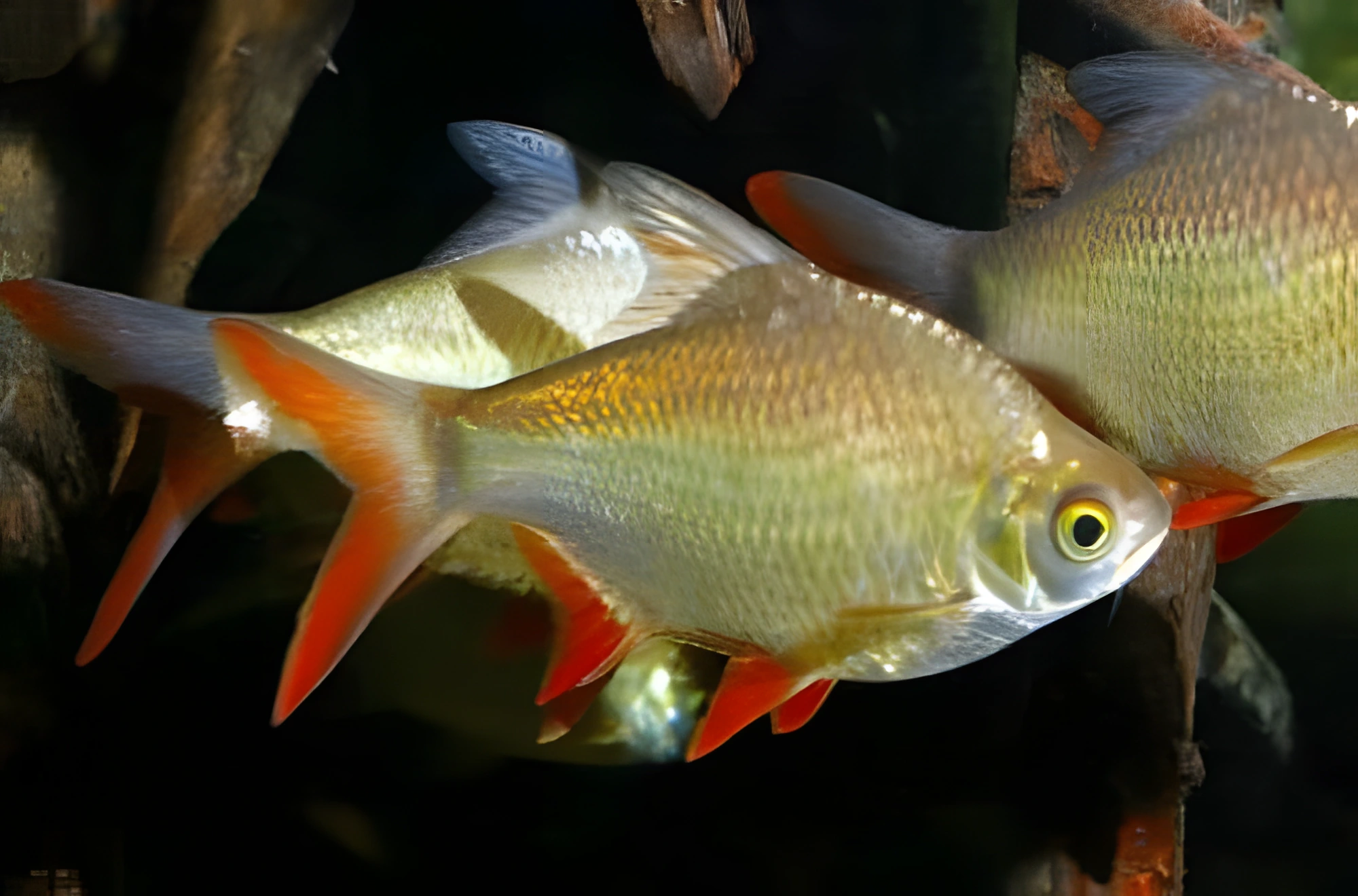 Fotografía del pez de acuario Barbo de cola roja