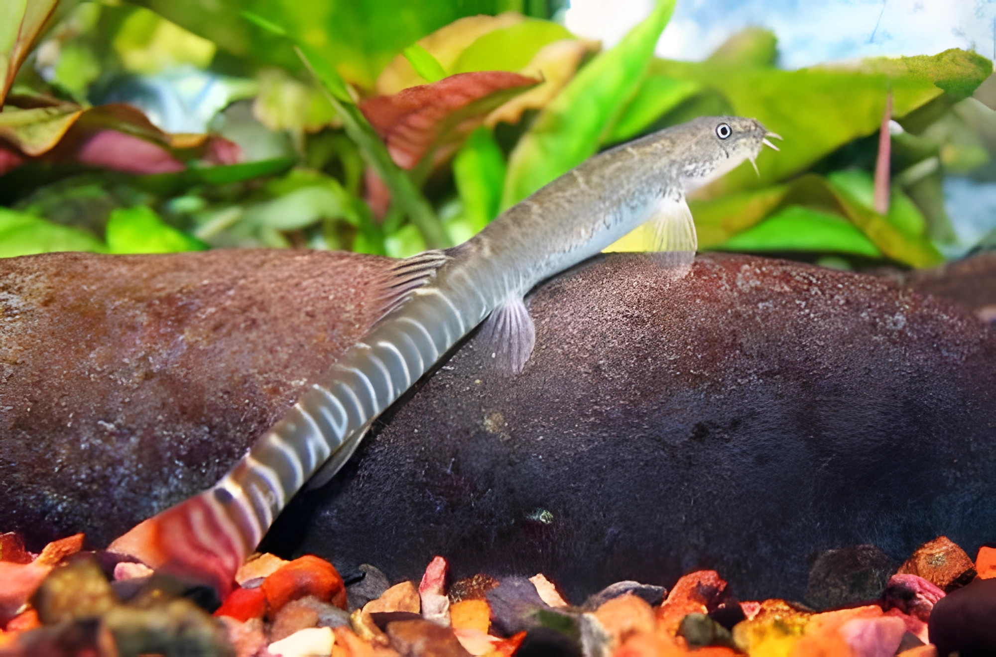 Fotografía del pez de acuario Locha de cola roja