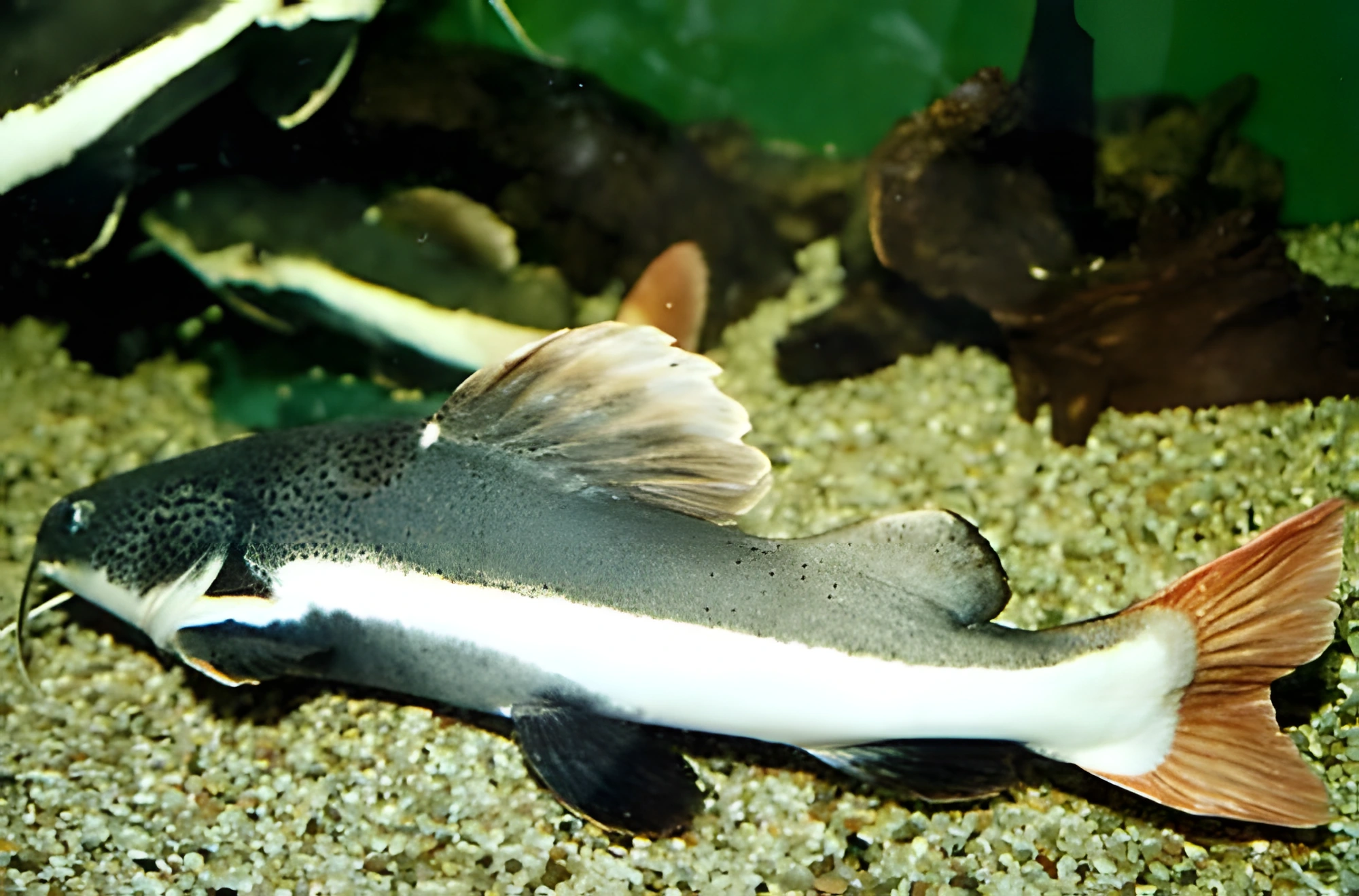 Fotografía del pez de acuario Pez gato cola roja