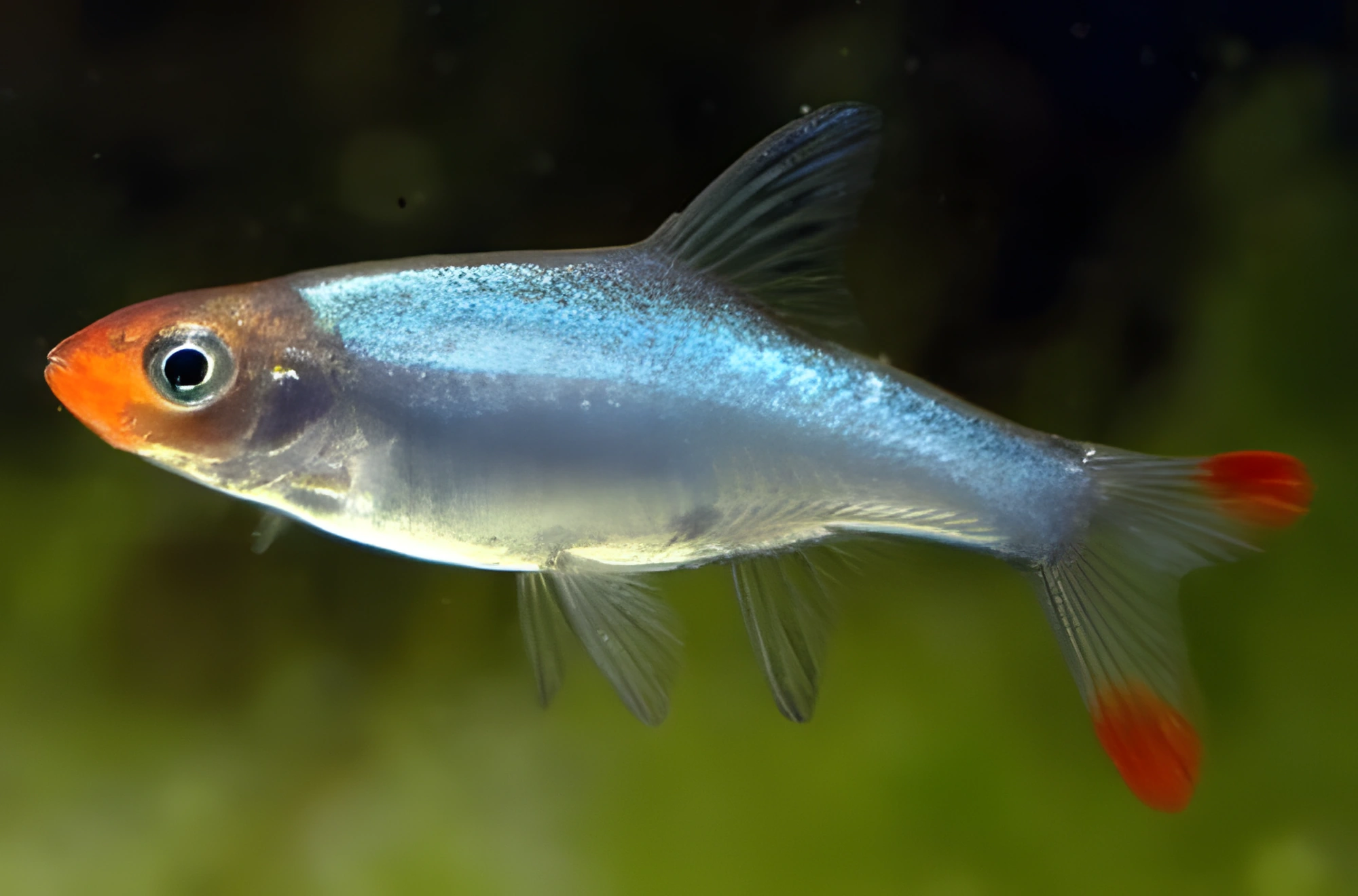 Fotografía del pez de acuario Rasbora de nariz roja