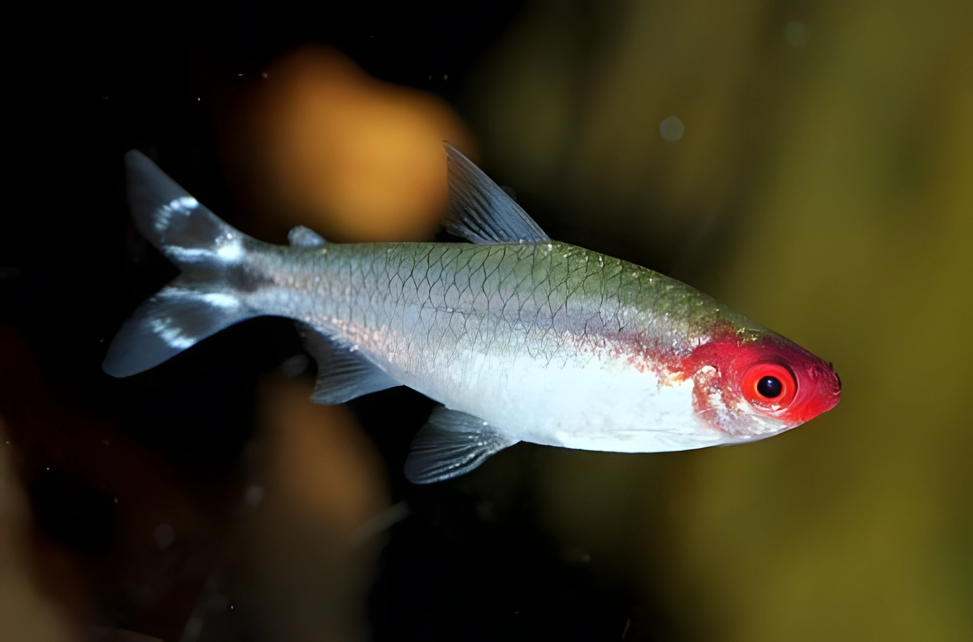 Photo of aquarium fish Rummy-nose Tetra