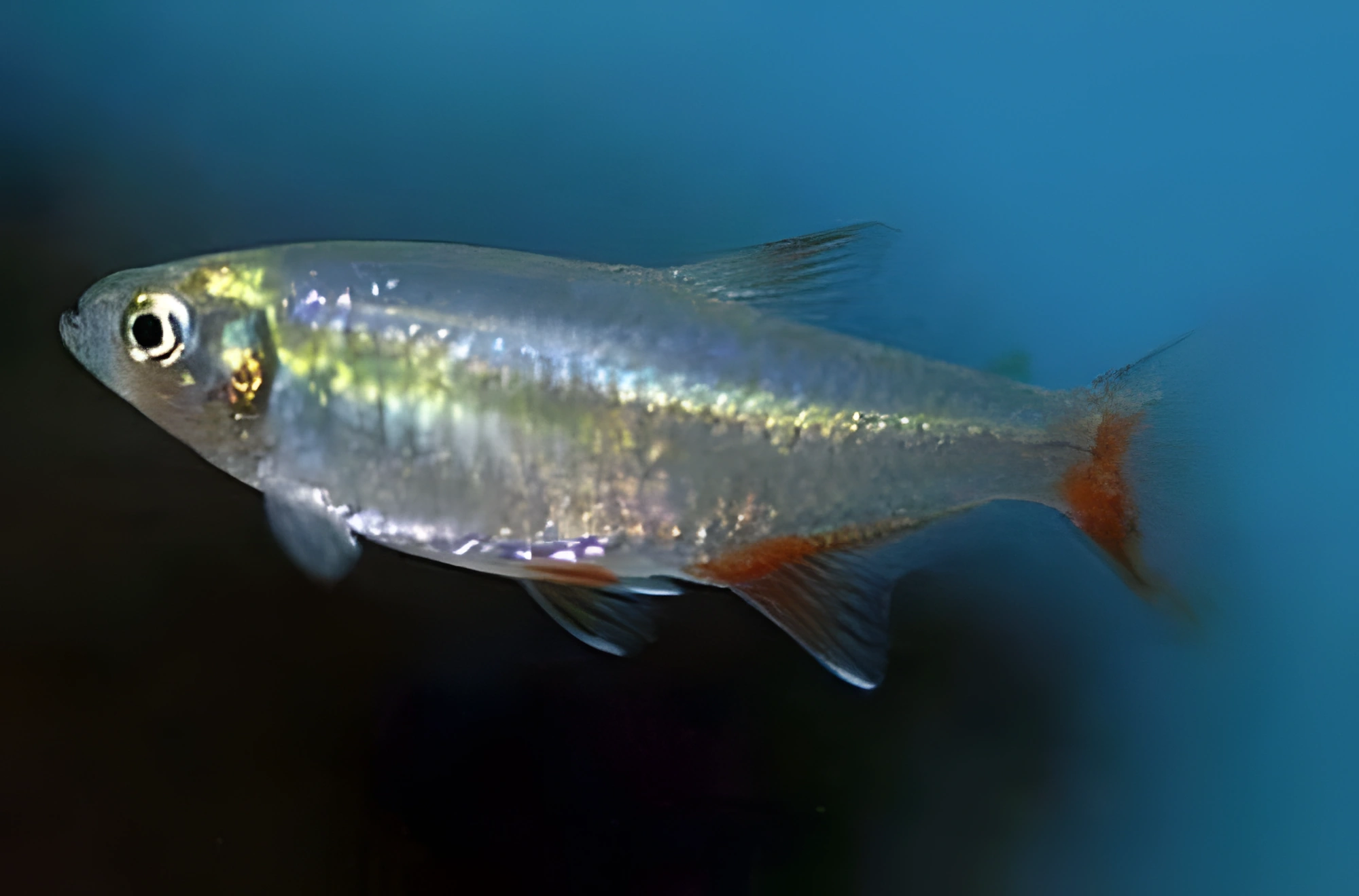 Fotografía del pez de acuario Afiocharax
