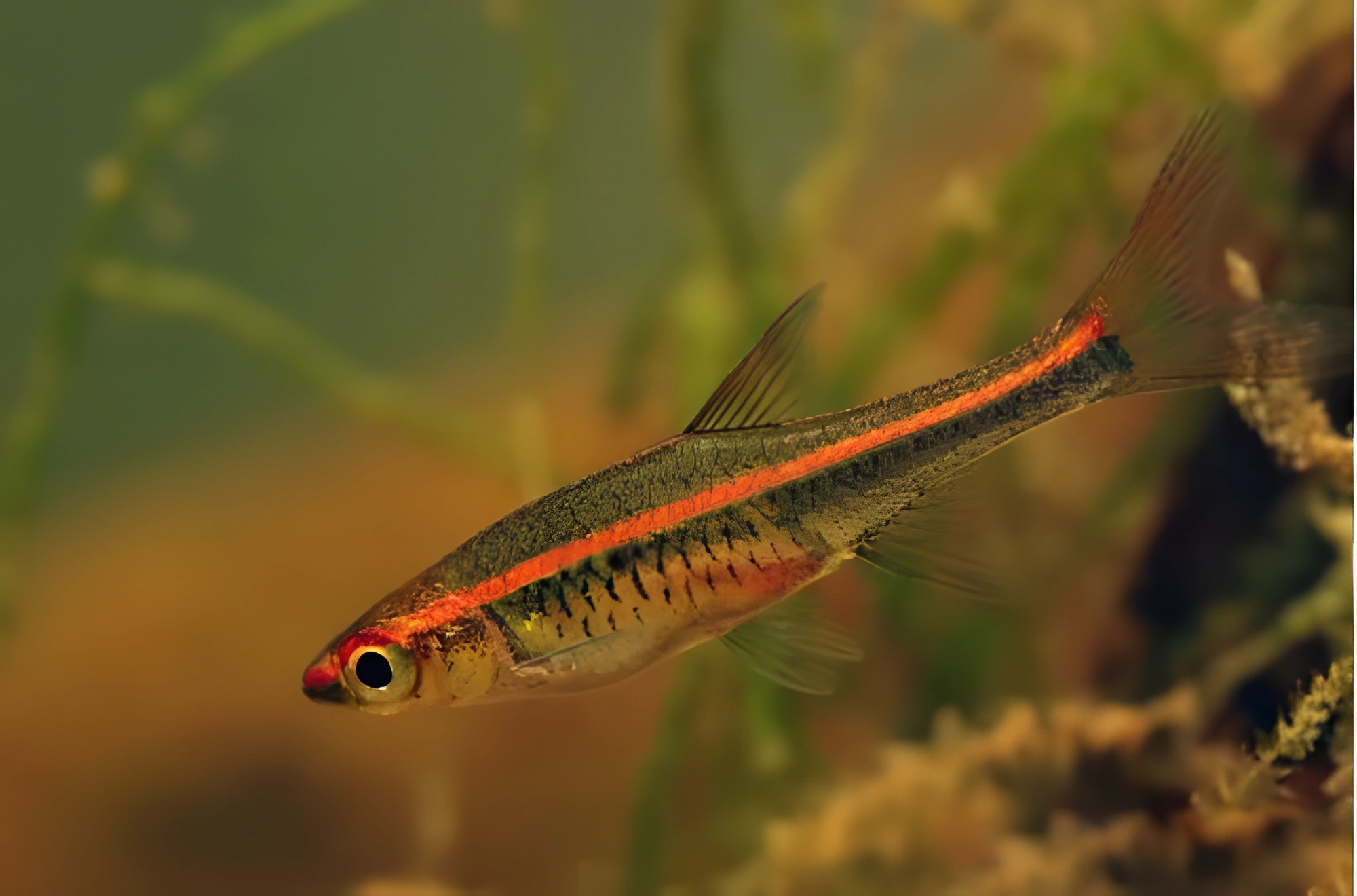 Fotografía del pez de acuario Rasbora de banda roja