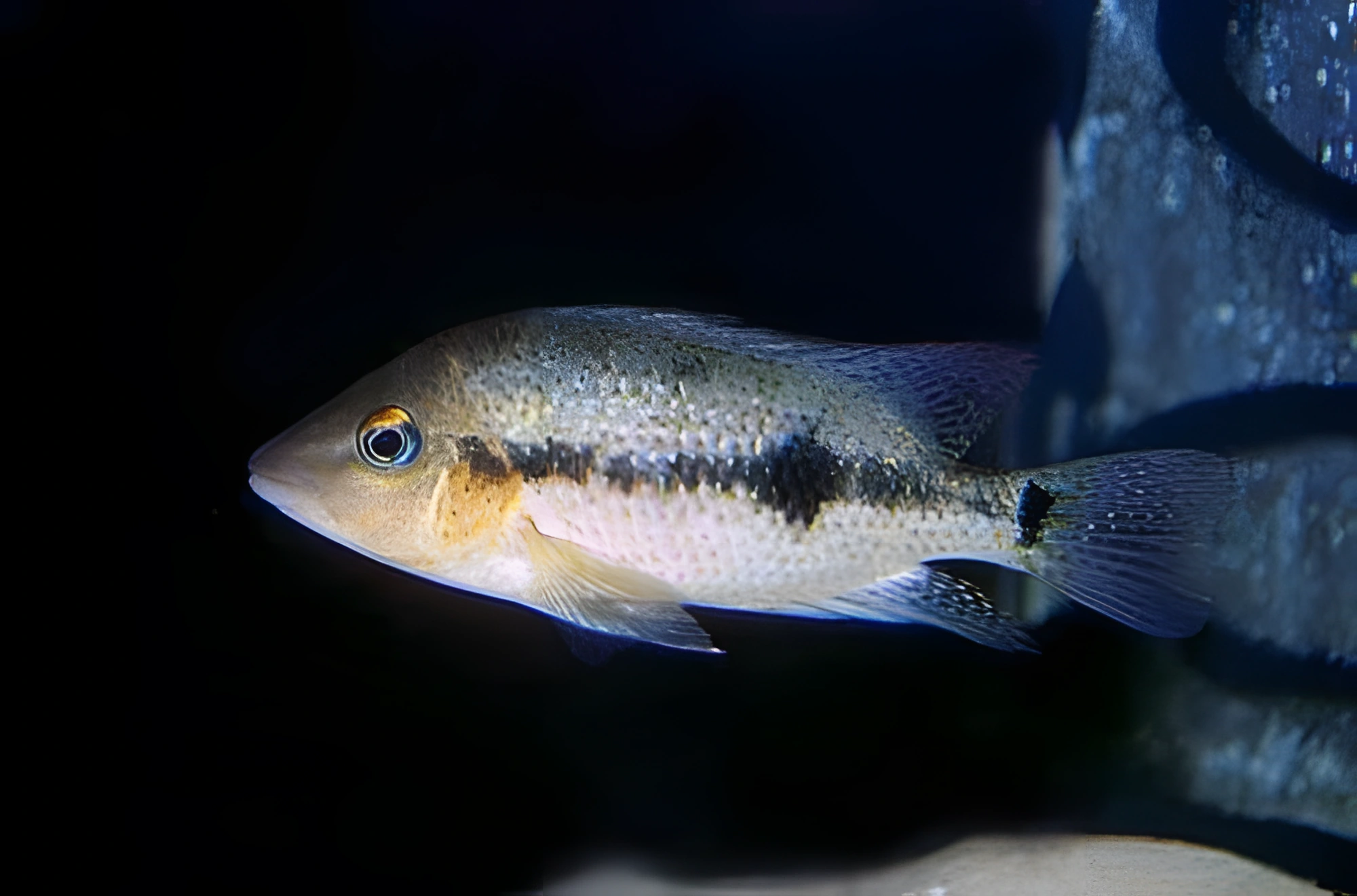 Fotografía del pez de acuario Cíclido de puntos rojos