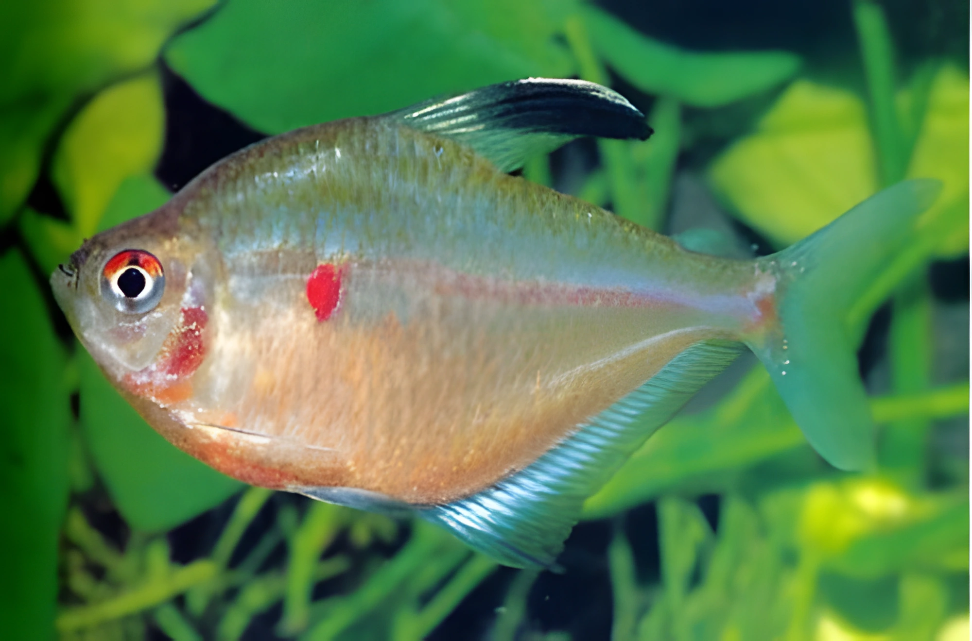 Fotografía del pez de acuario Rubrostigma
