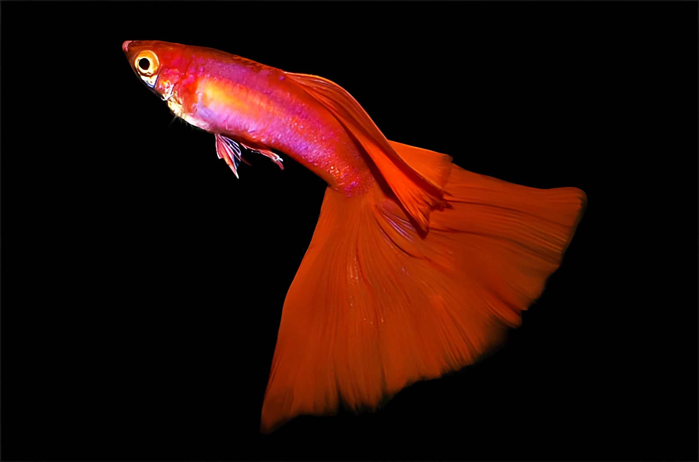 Fotografía del pez de acuario Guppy Rojo