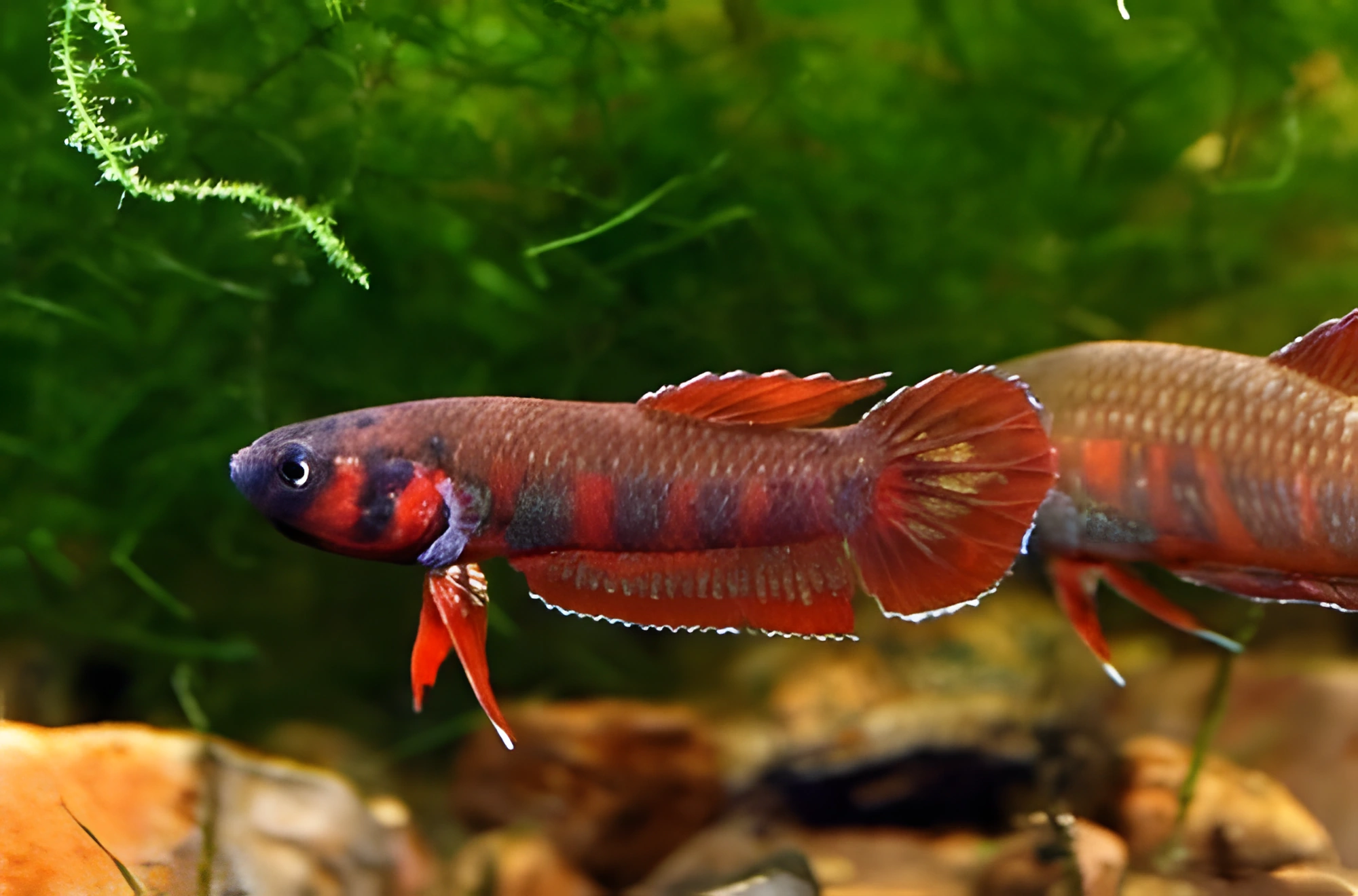 Fotografía del pez de acuario Betta rojo
