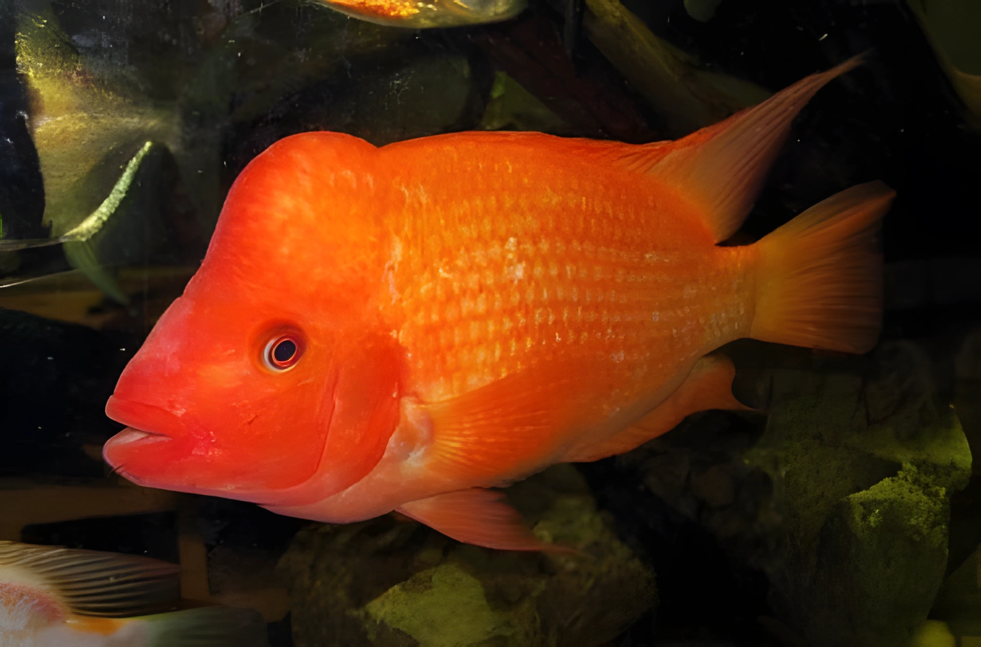 Fotografía del pez de acuario «Diablo Rojo»