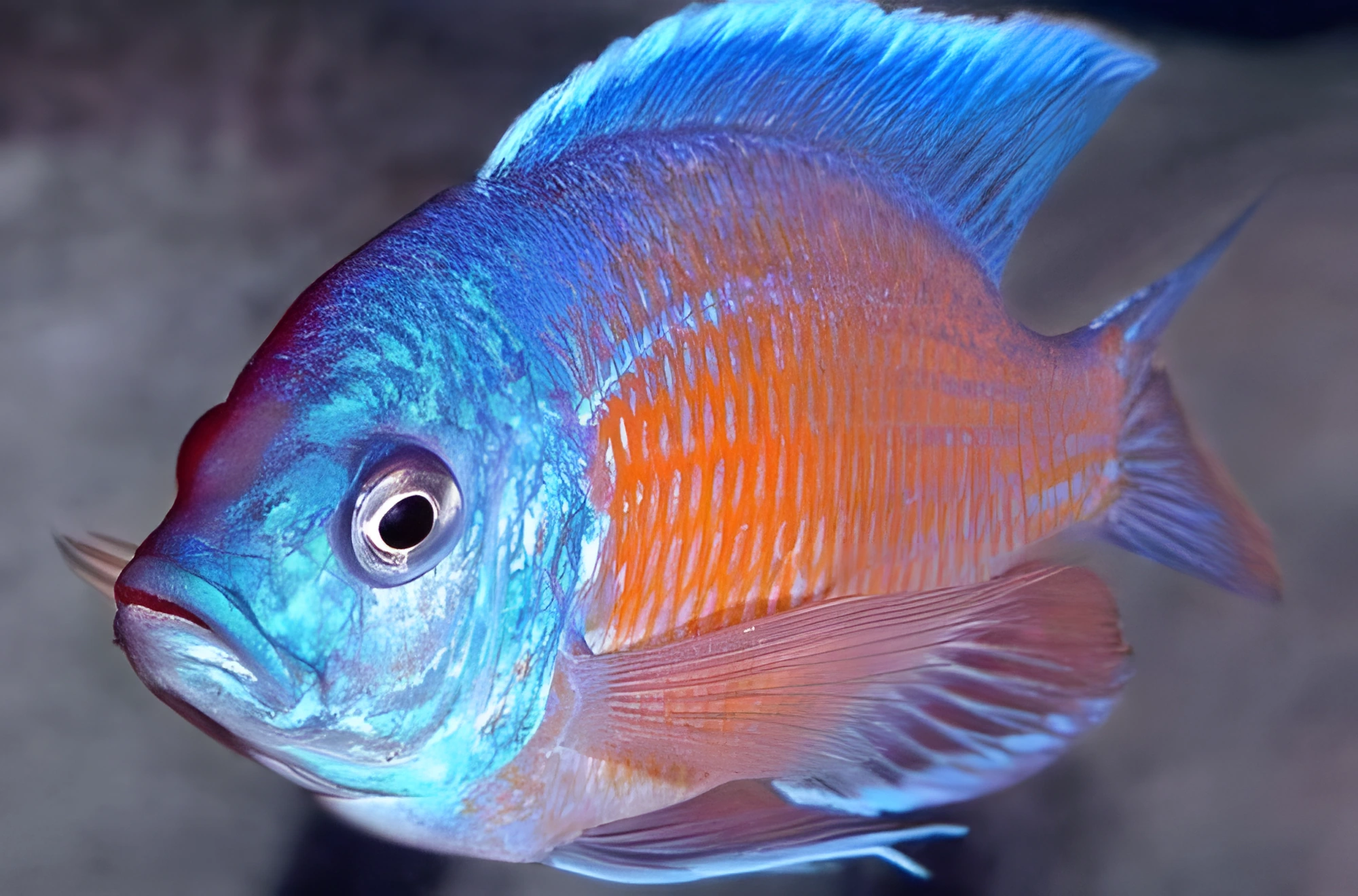 Fotografía del pez de acuario Kadango Rojo