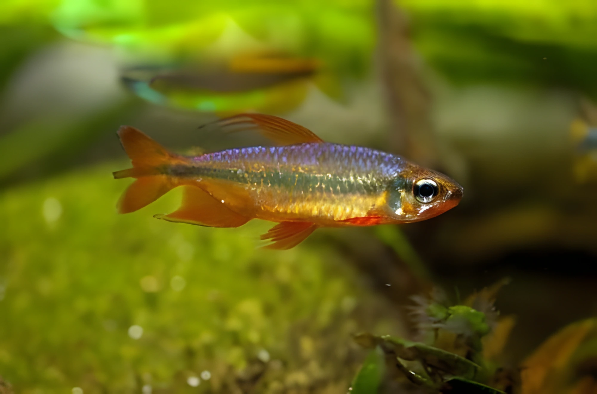 Fotografía del pez de acuario Tetra Congo Roja