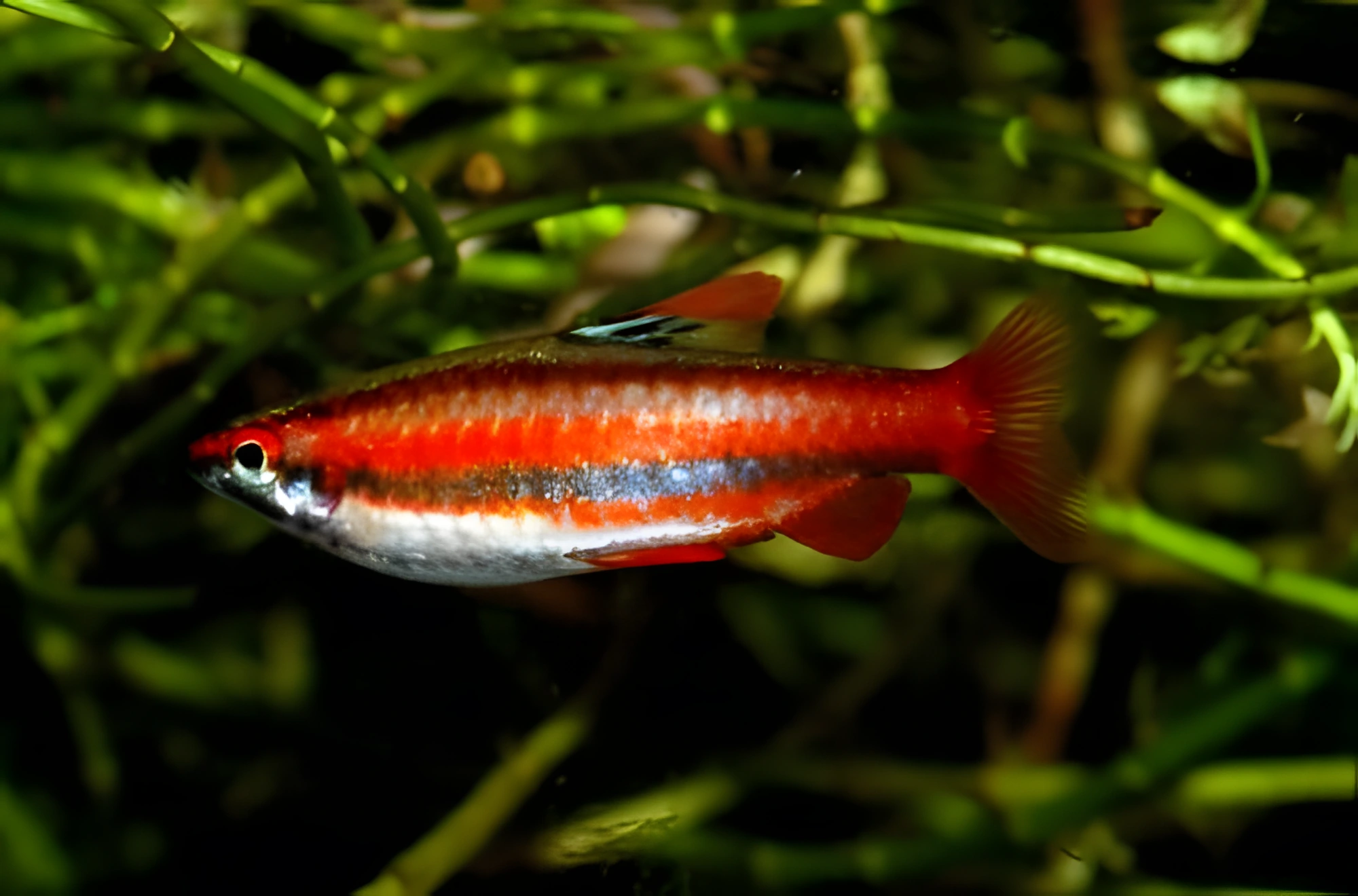 Fotografía del pez de acuario Pez lápiz coral rojo