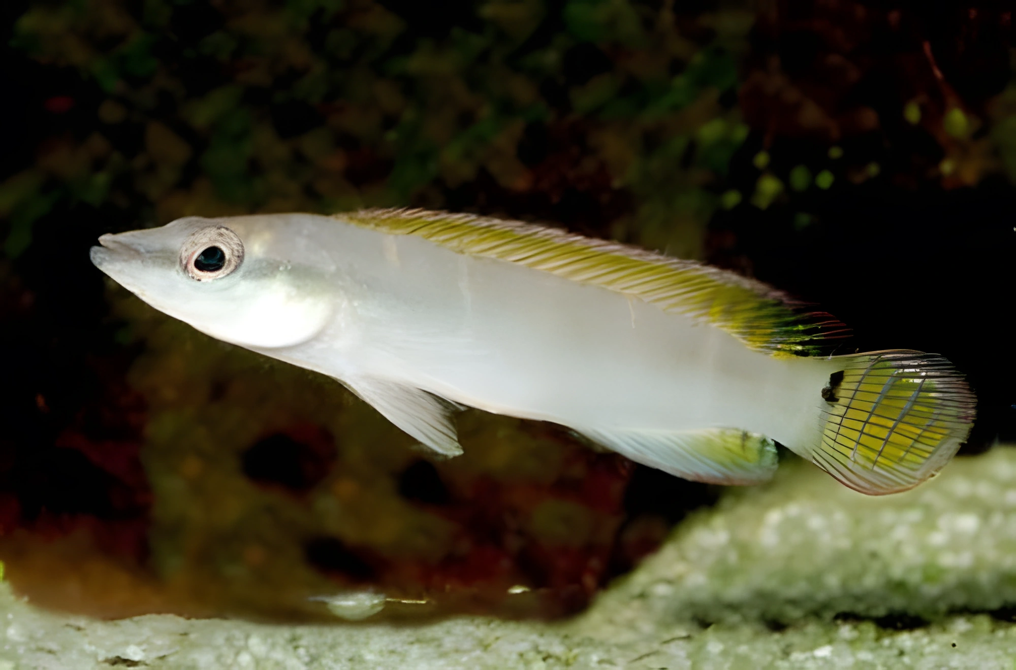 Fotografía del pez de acuario Crenicichla