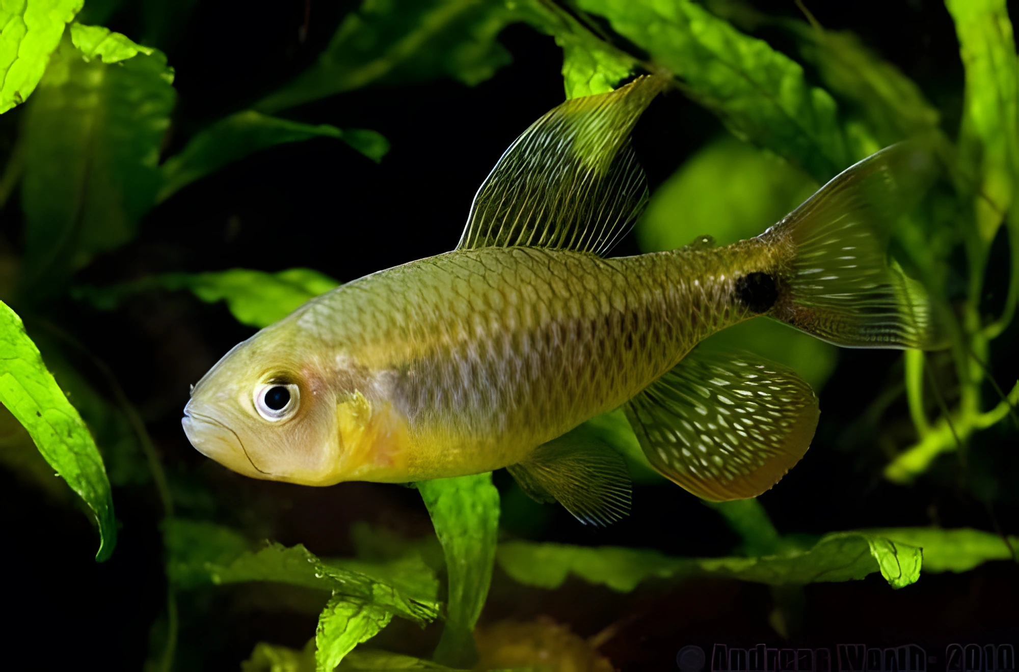 Fotografía del pez de acuario Crenuchus spilurus