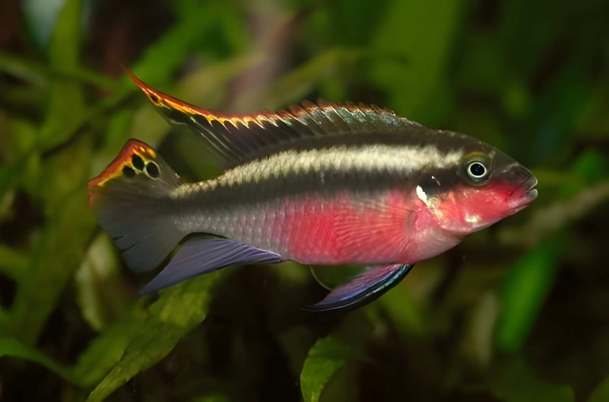 Fotografía del pez de acuario Kribensis