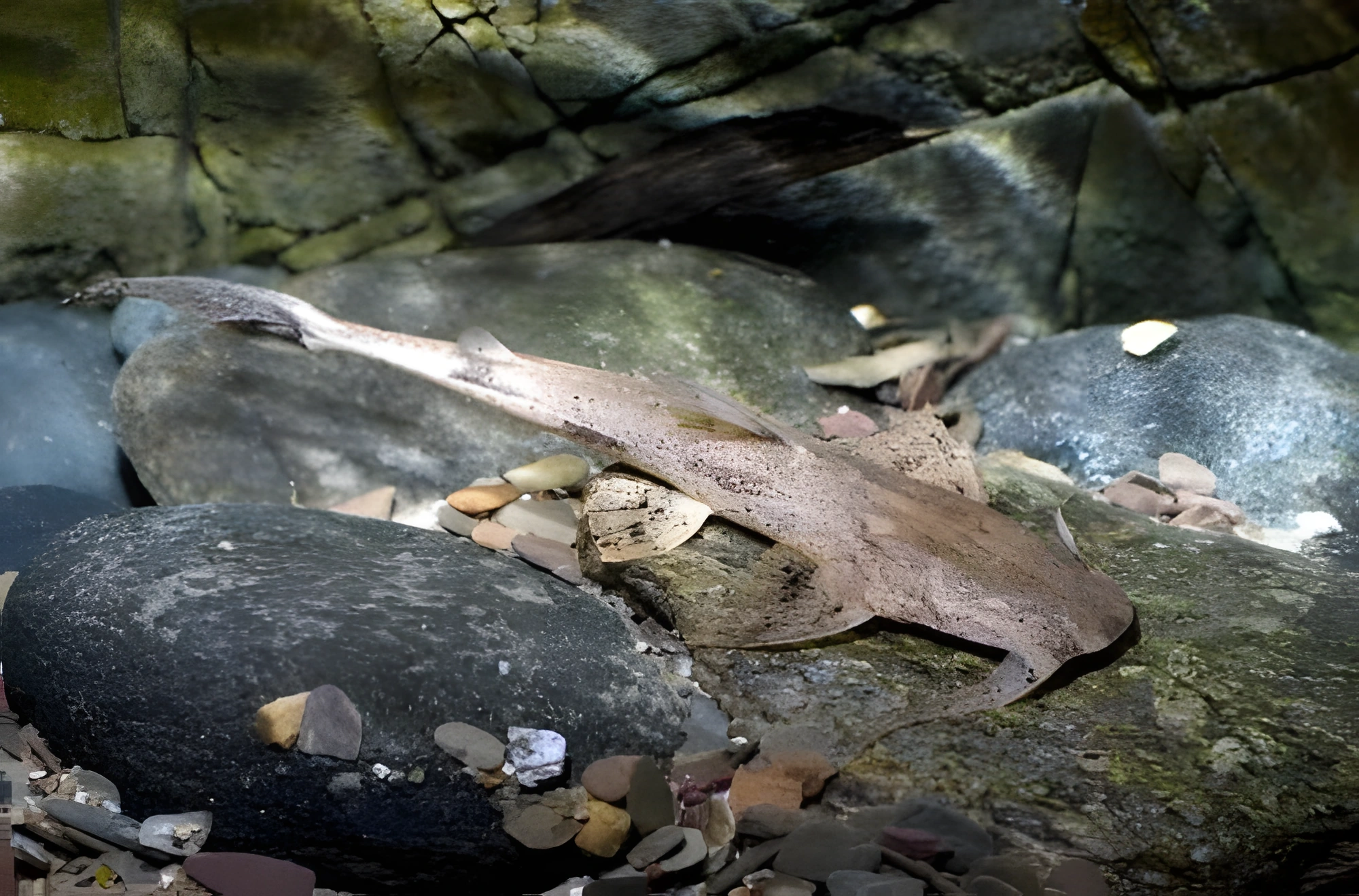 Fotografía del pez de acuario Pez gato cocodrilo