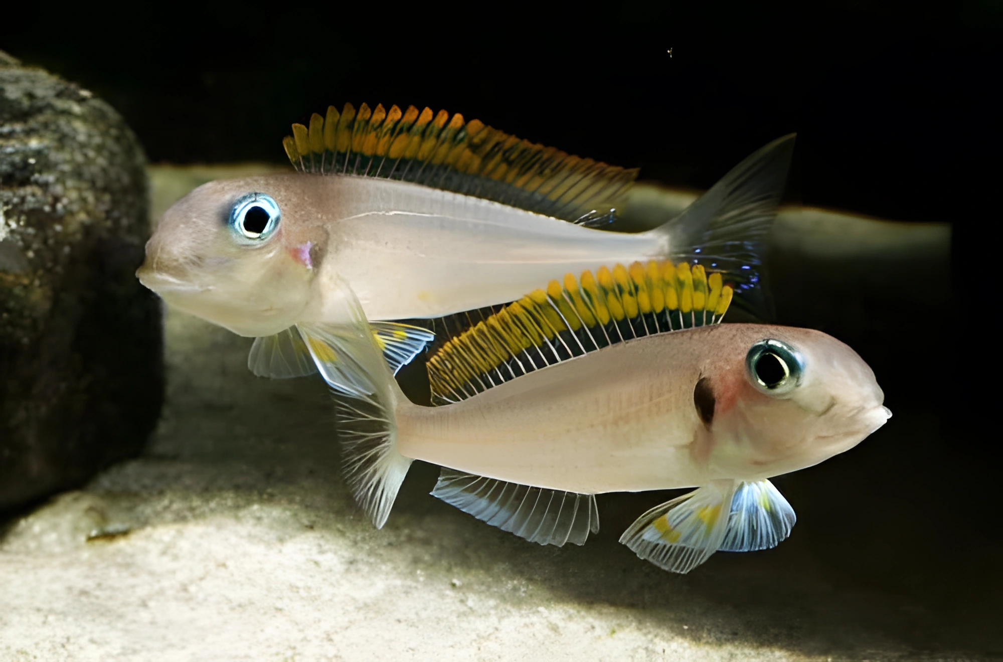 Fotografía del pez de acuario Xenotilapia flavipinnis