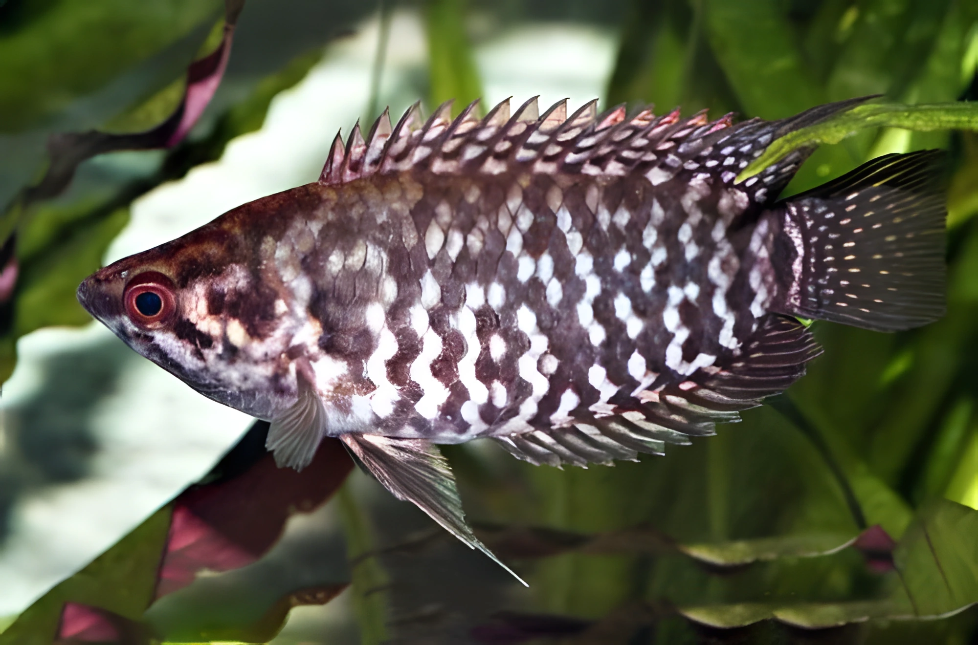 Fotografía del pez de acuario Ctenopoma de ocho bandas