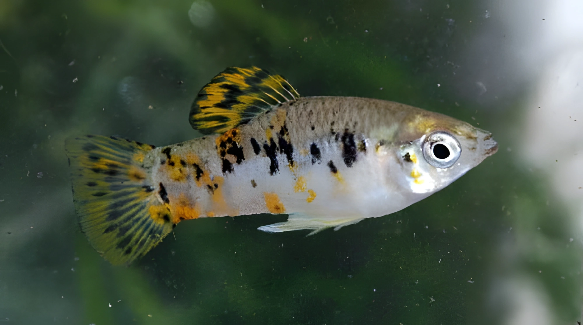 Fotografía del pez de acuario Limia cubana