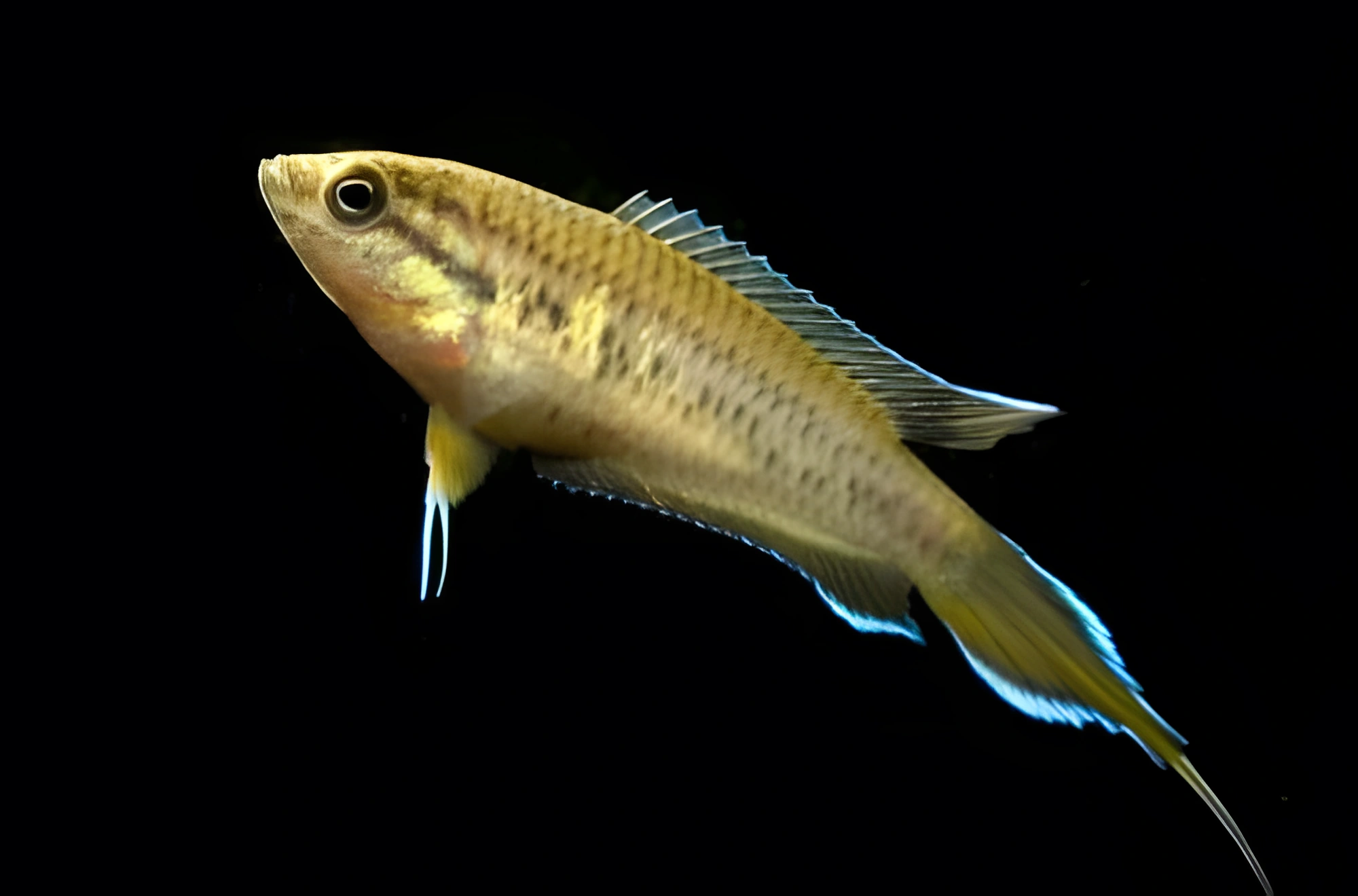 Fotografía del pez de acuario Pez del paraíso de Day