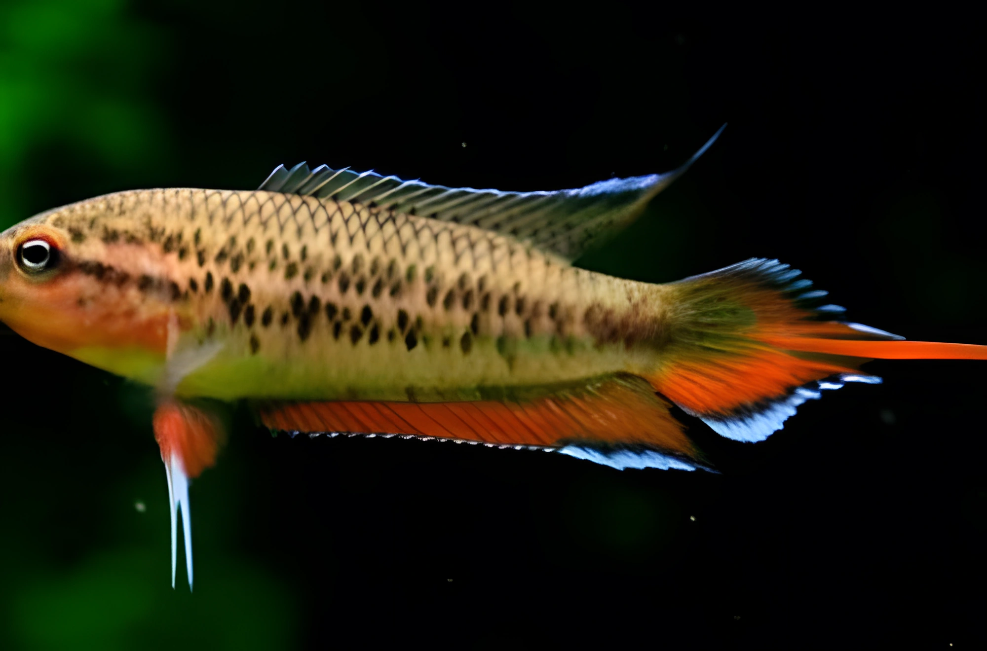 Fotografía del pez de acuario Gurami manchado
