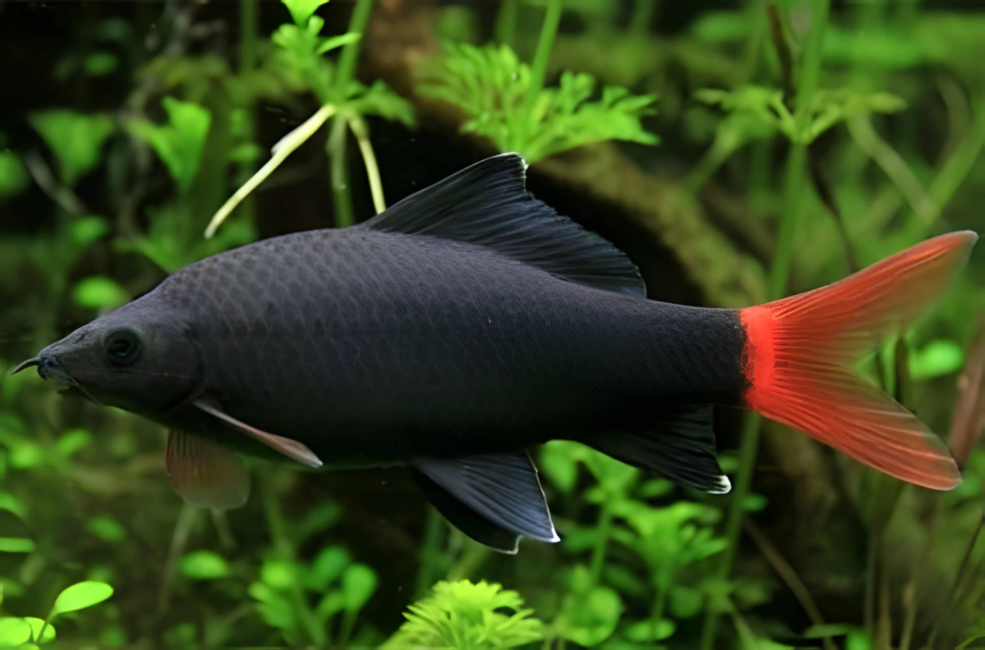 Fotografía del pez de acuario Labeo bicolor