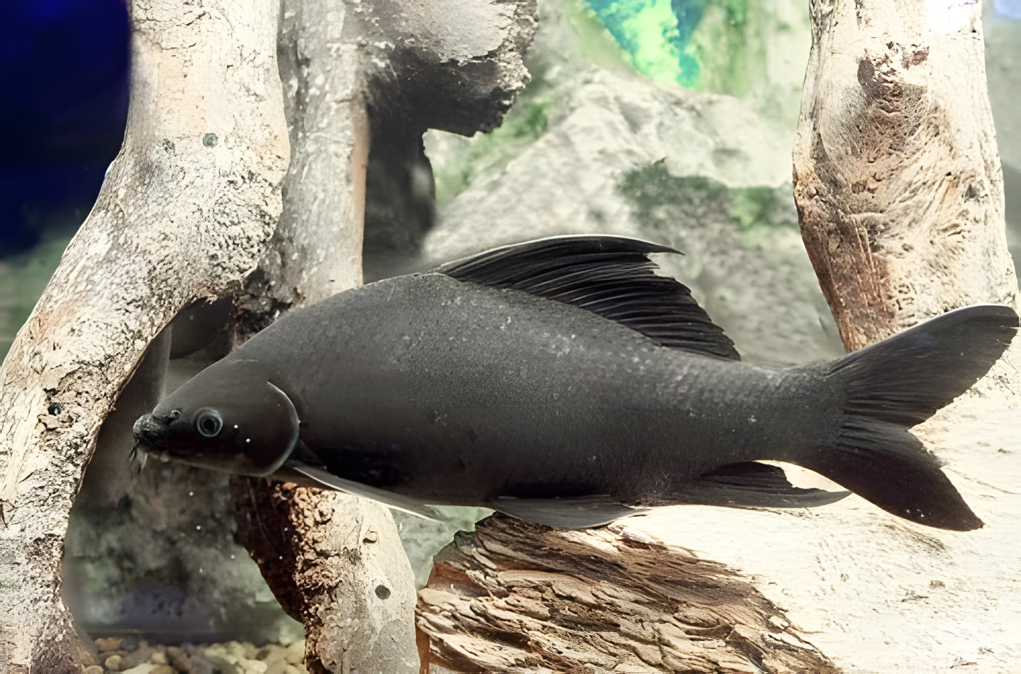Fotografía del pez de acuario Labeo negro