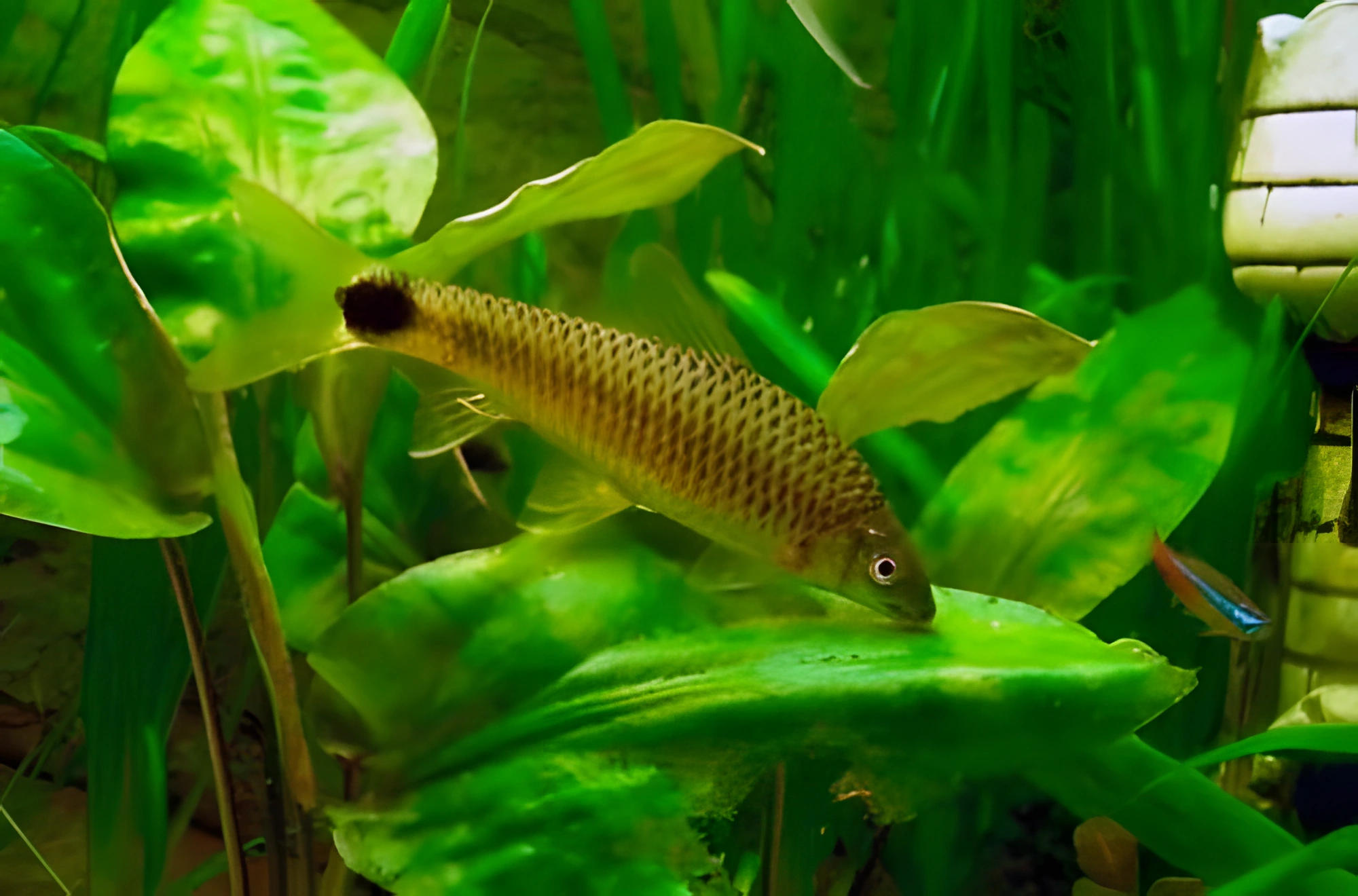 Fotografía del pez de acuario Labeo plateado