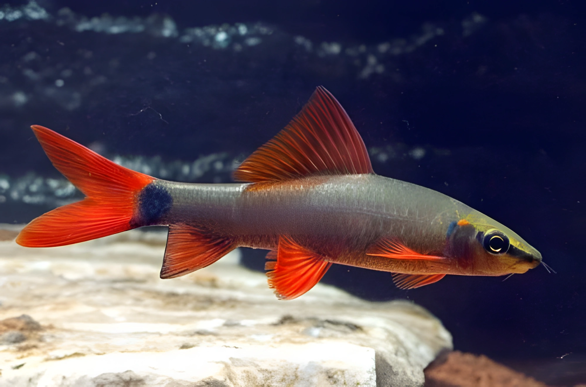 Fotografía del pez de acuario Labeo de cola roja