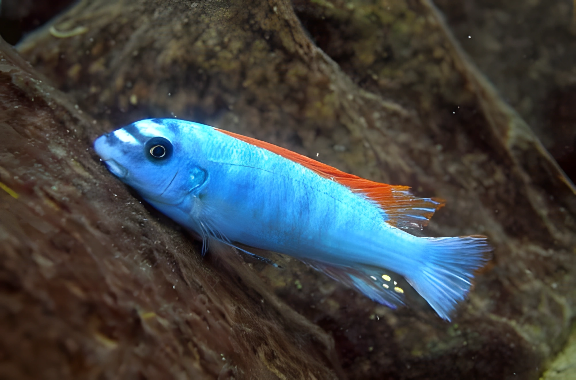 Fotografía del pez de acuario Labeotropheus