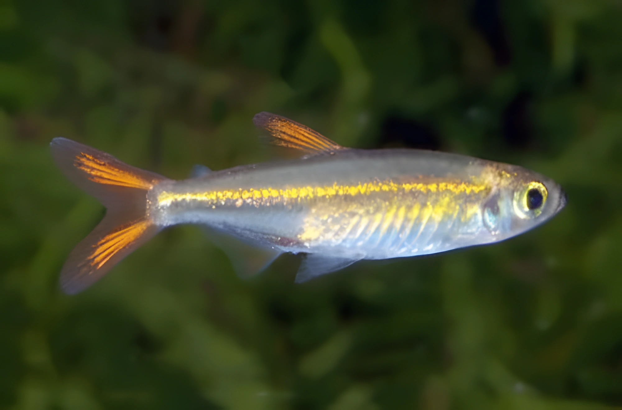 Fotografía del pez de acuario Tetra de Roloff