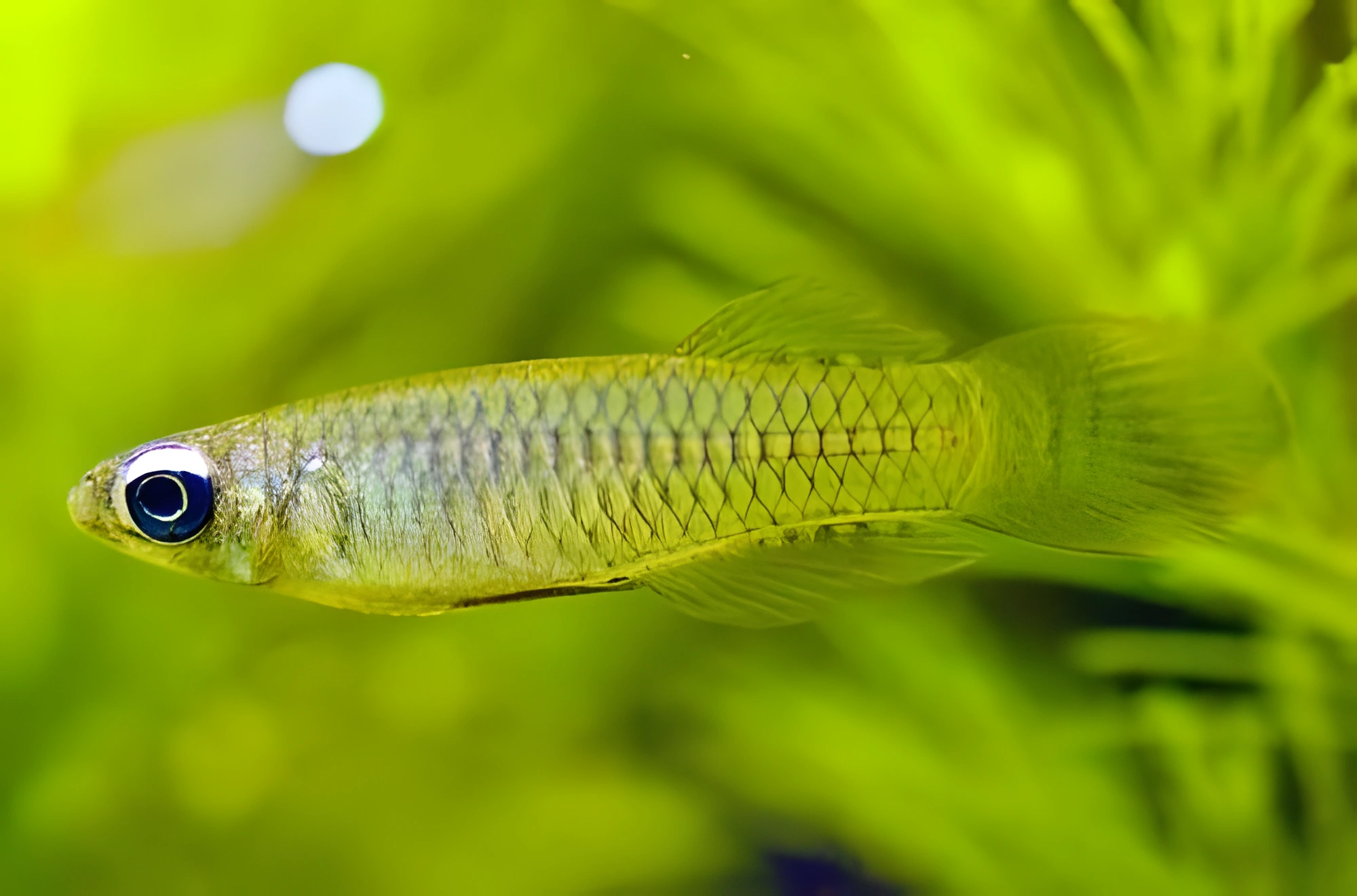 Fotografía del pez de acuario Killi ojo de lámpara