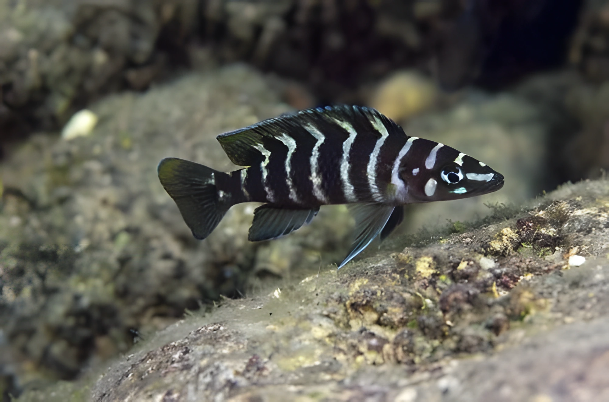 Fotografía del pez de acuario Lamprologus cylindricus