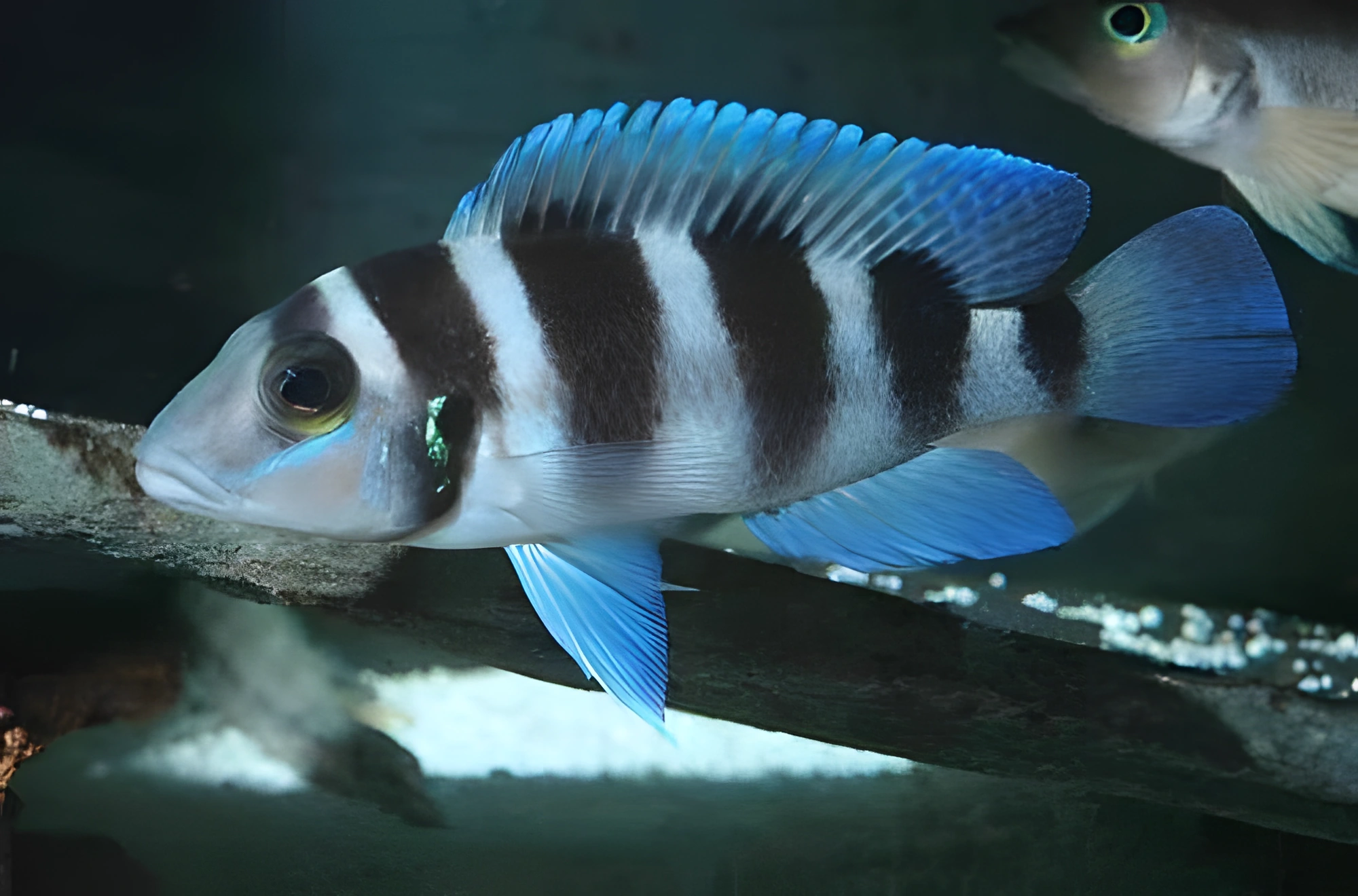 Fotografía del pez de acuario Lamprologus azul