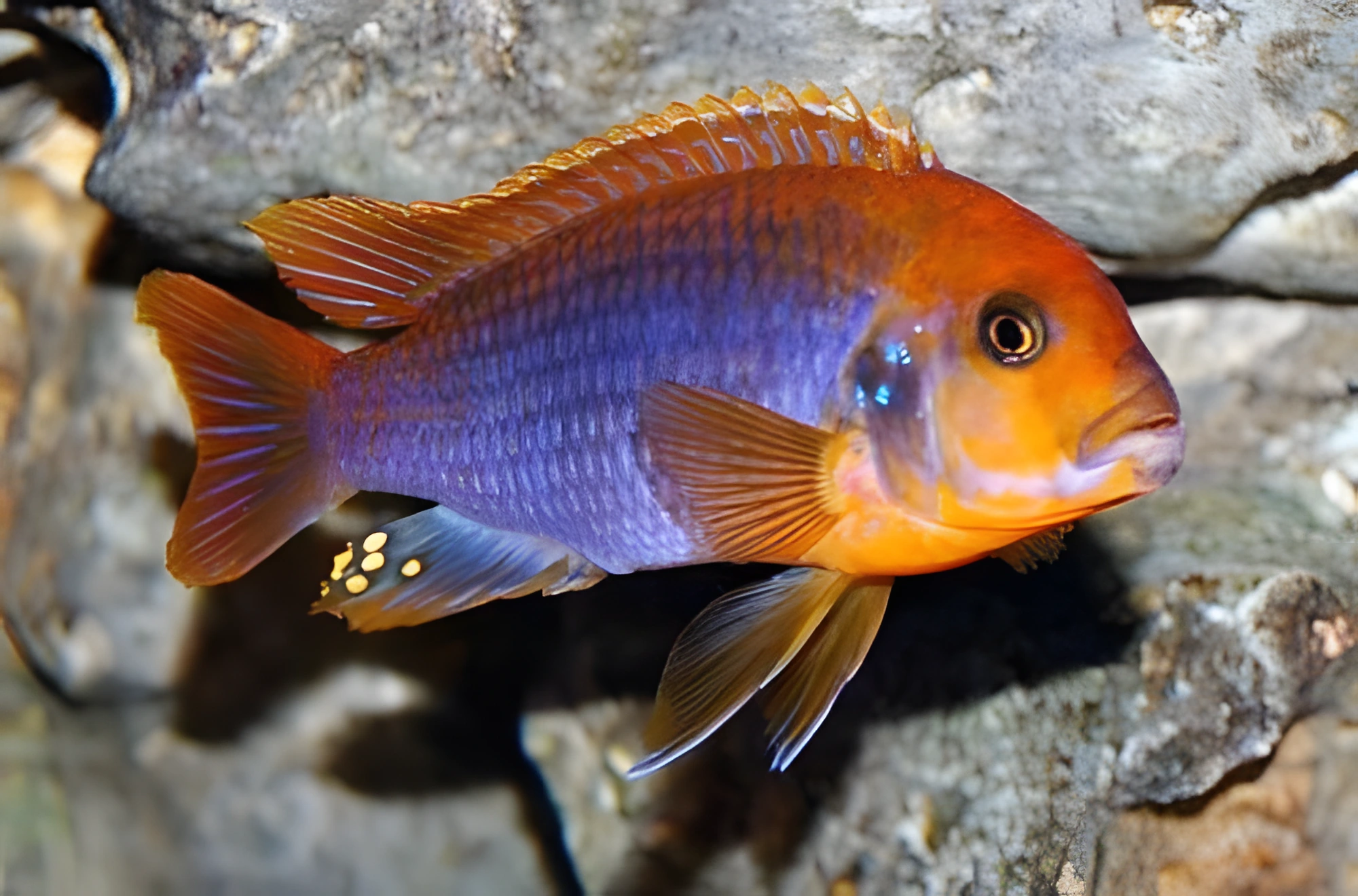 Fotografía del pez de acuario Mbuna Lavanda
