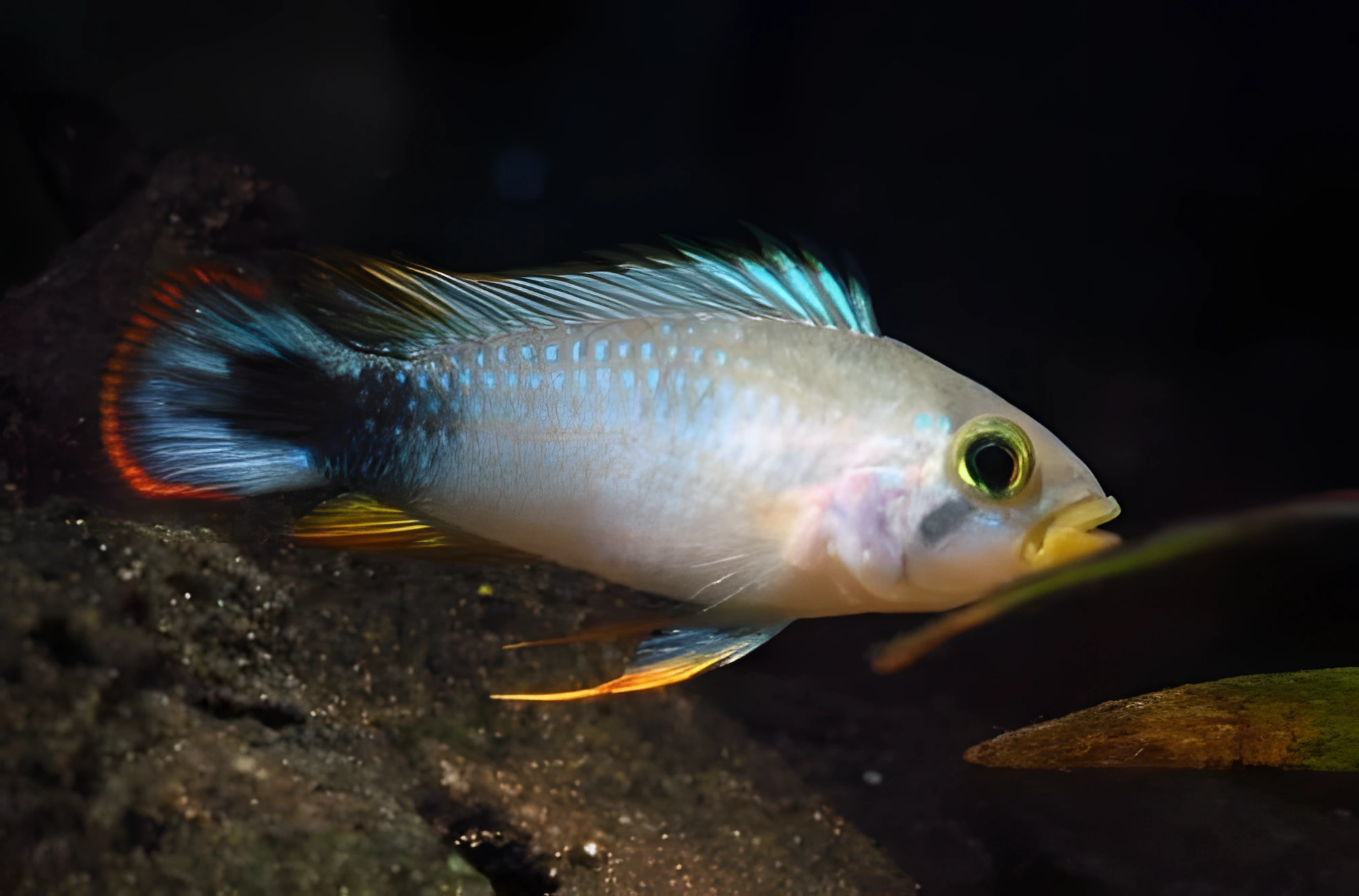 Fotografía del pez de acuario Cíclido Lázuli