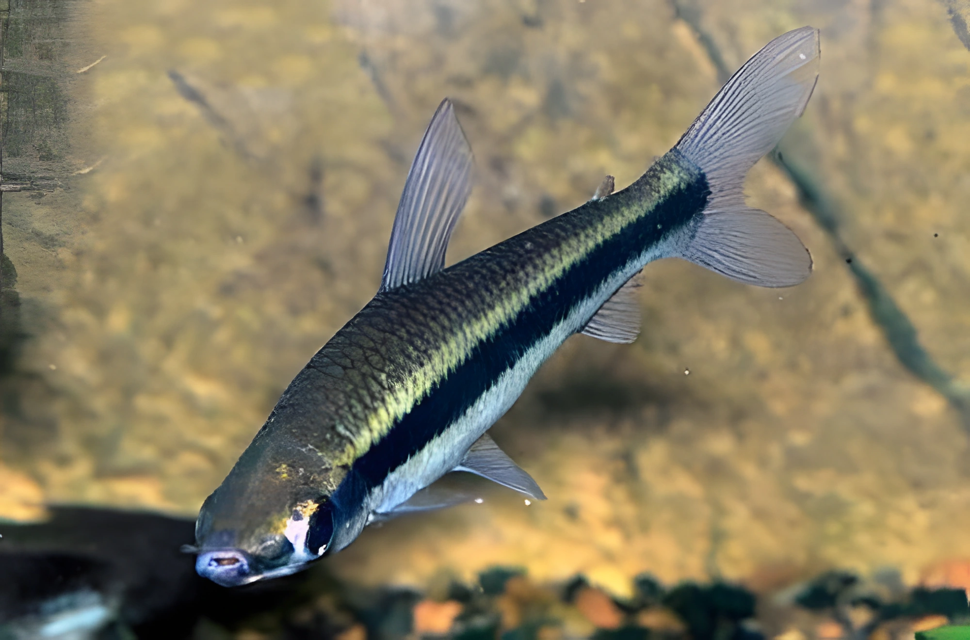 Fotografía del pez de acuario Laemolyta rayada