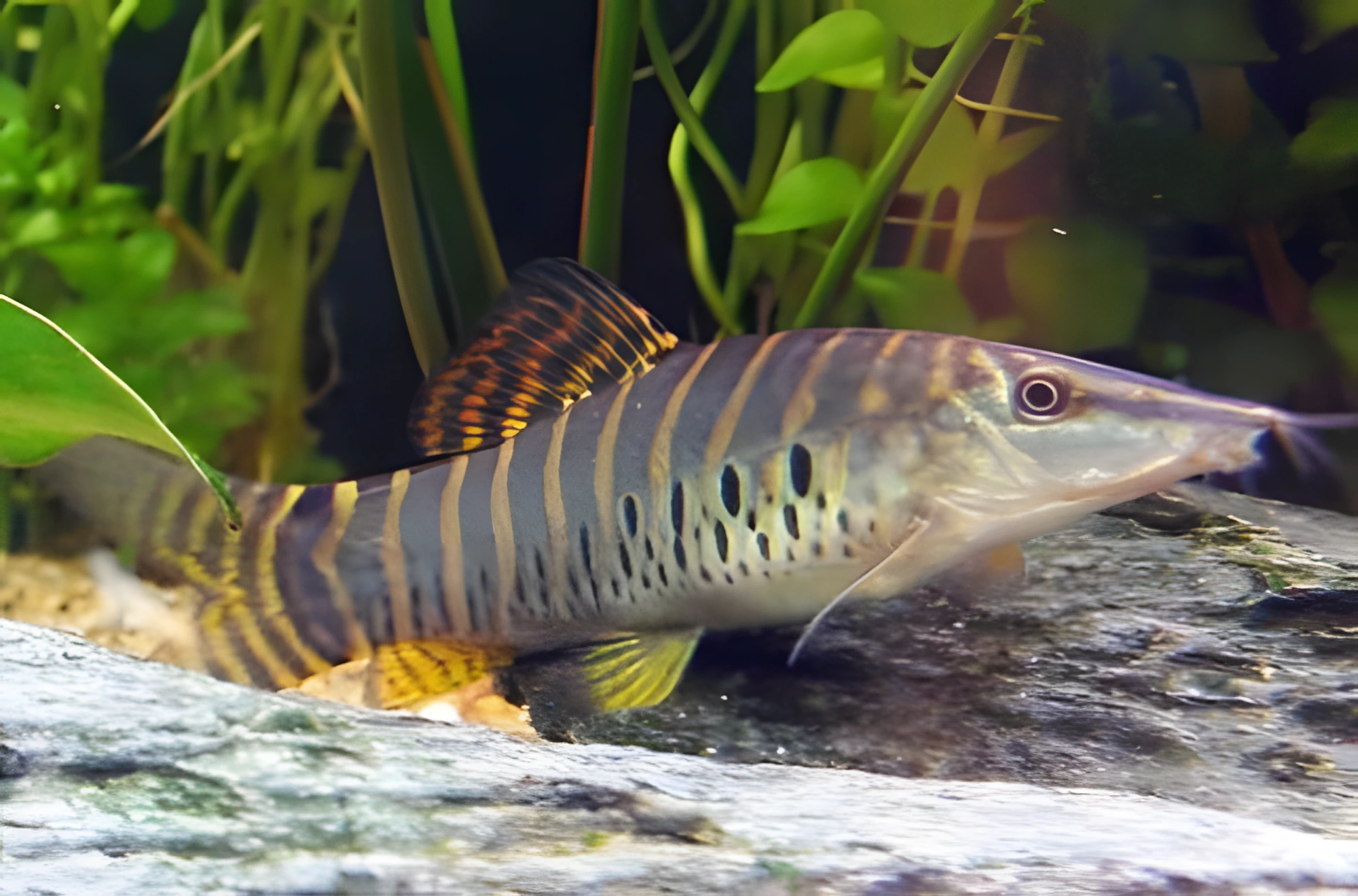 Fotografía del pez de acuario Botia de bandas