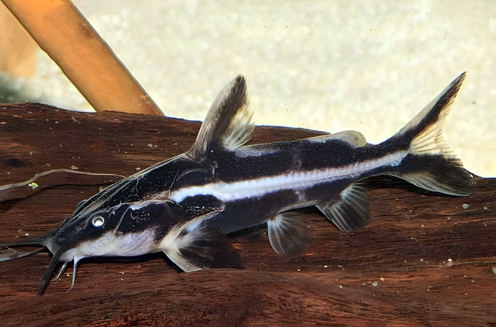 Fotografía del pez de acuario Platydoras de banda