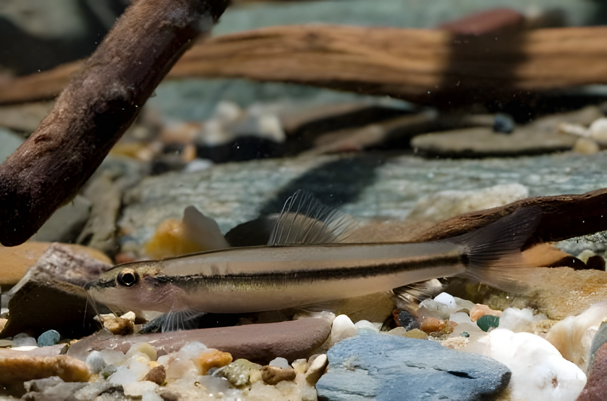 Fotografía del pez de acuario Locha de banda