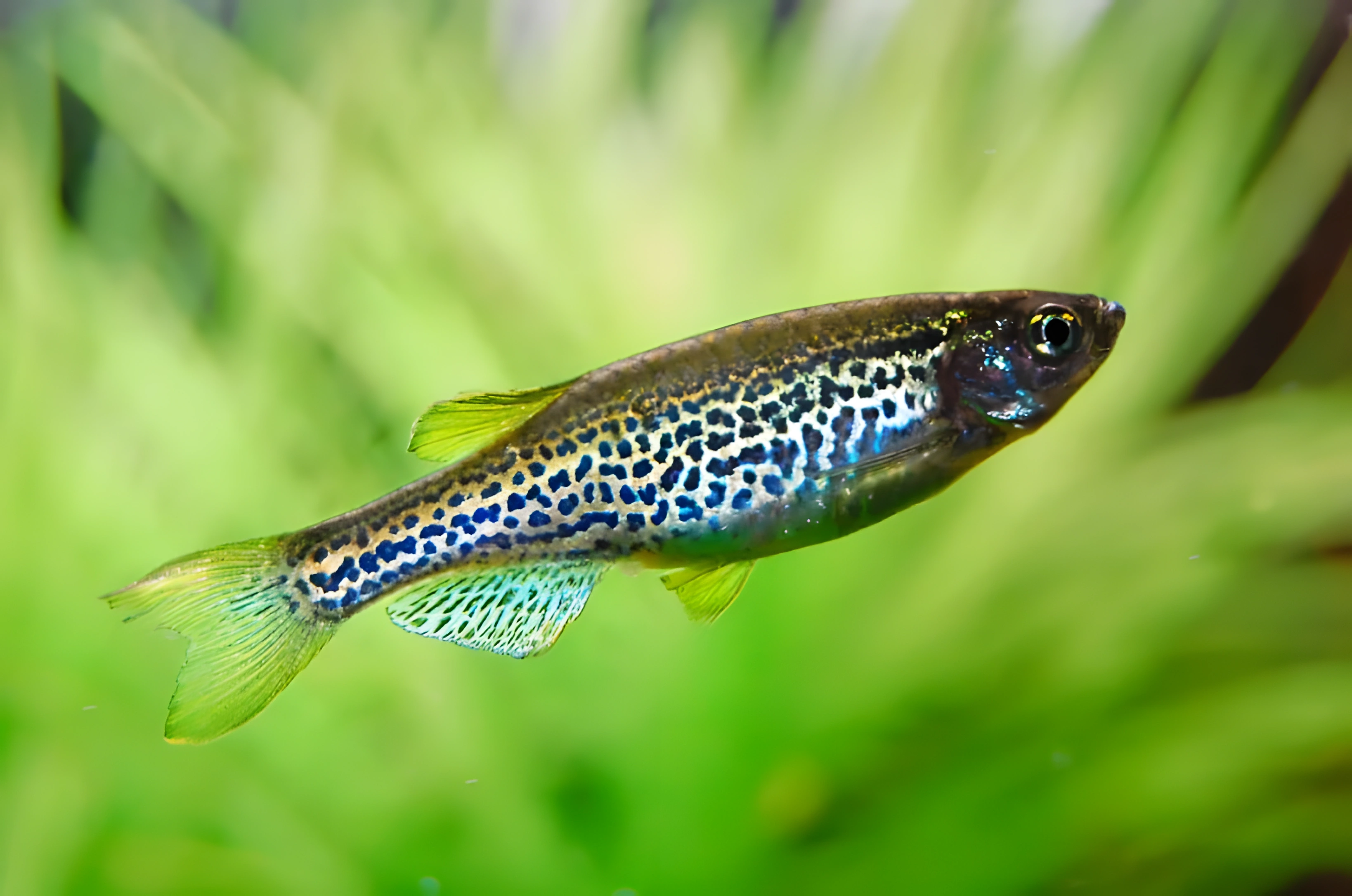 Fotografía del pez de acuario Danio leopardo