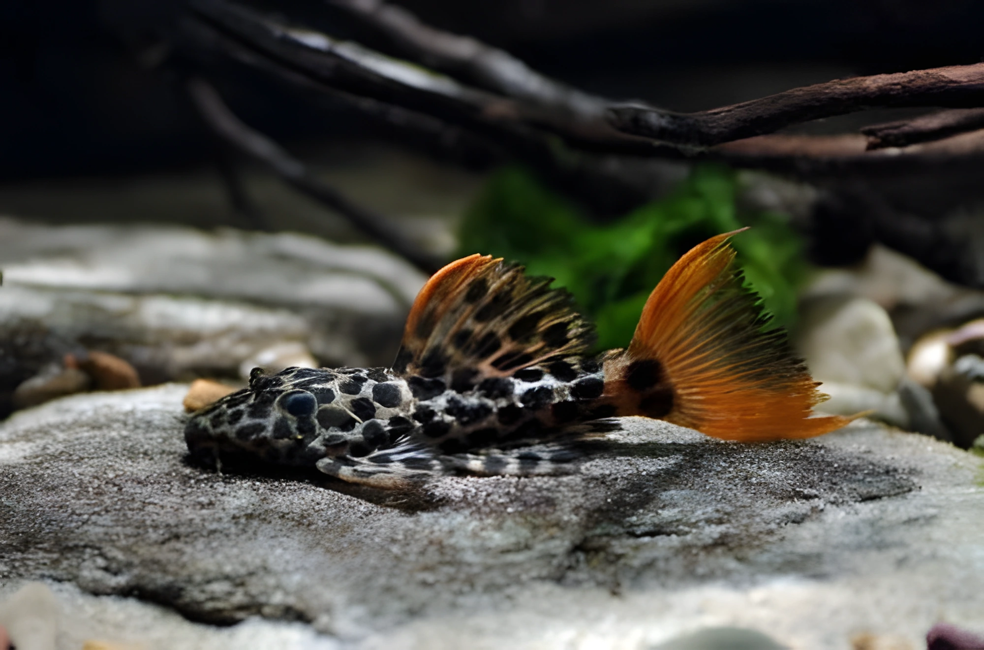 Fotografía del pez de acuario Pez gato leopardo
