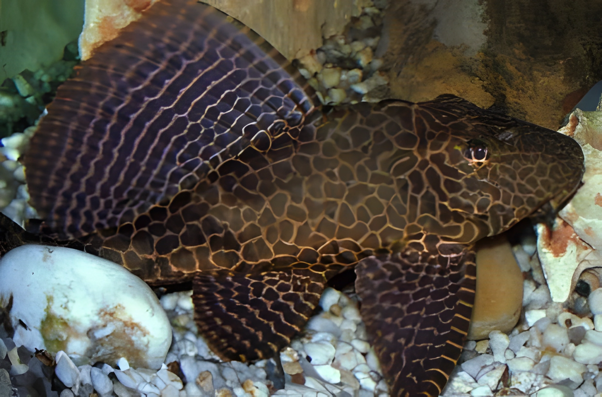 Fotografía del pez de acuario Pez gato de brocado