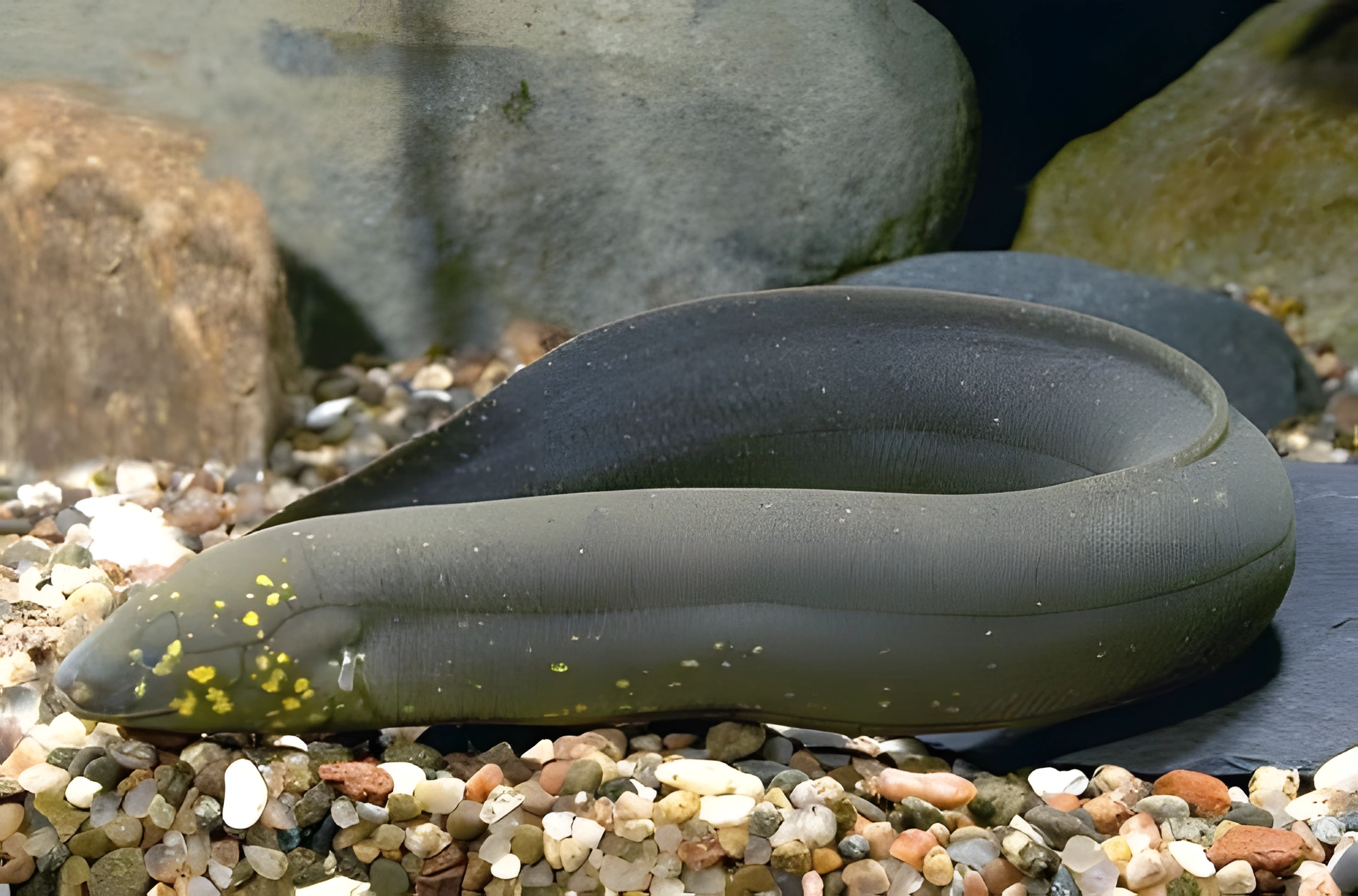 Fotografía del pez de acuario Lepidosiren