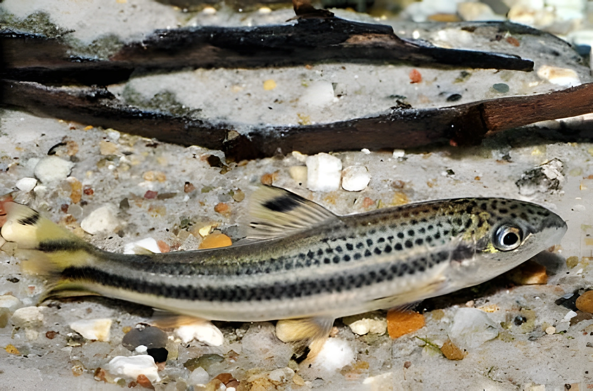 Fotografía del pez de acuario Leporinus vittatus
