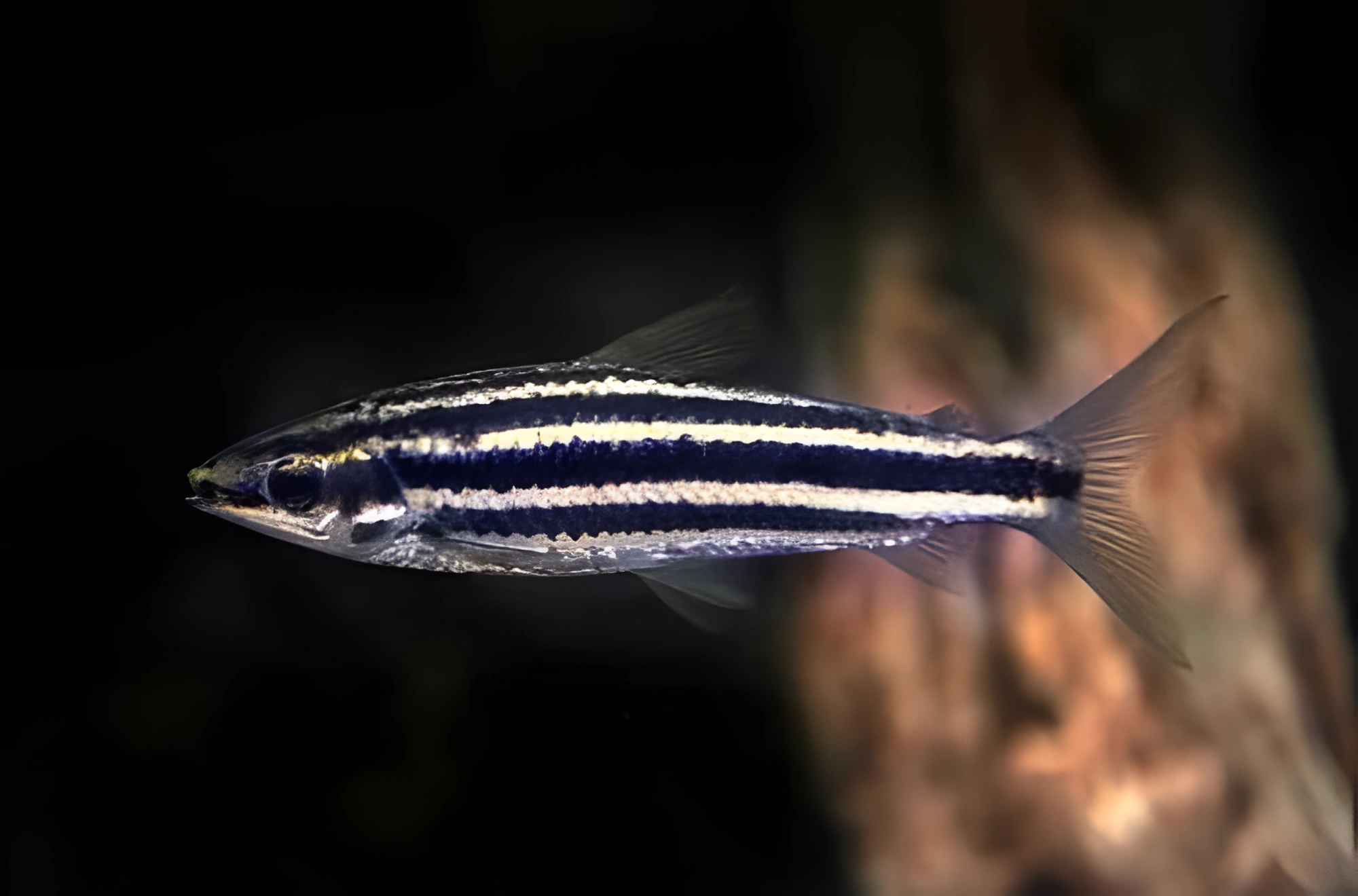 Fotografía del pez de acuario Leporinus striatus