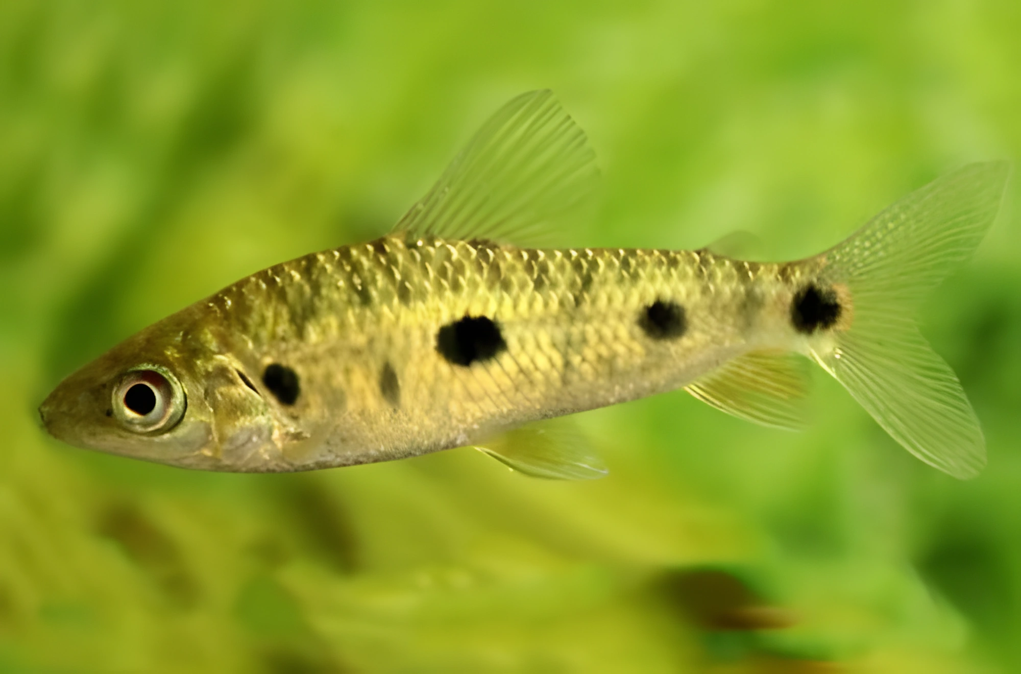 Fotografía del pez de acuario Leporinus venezolano