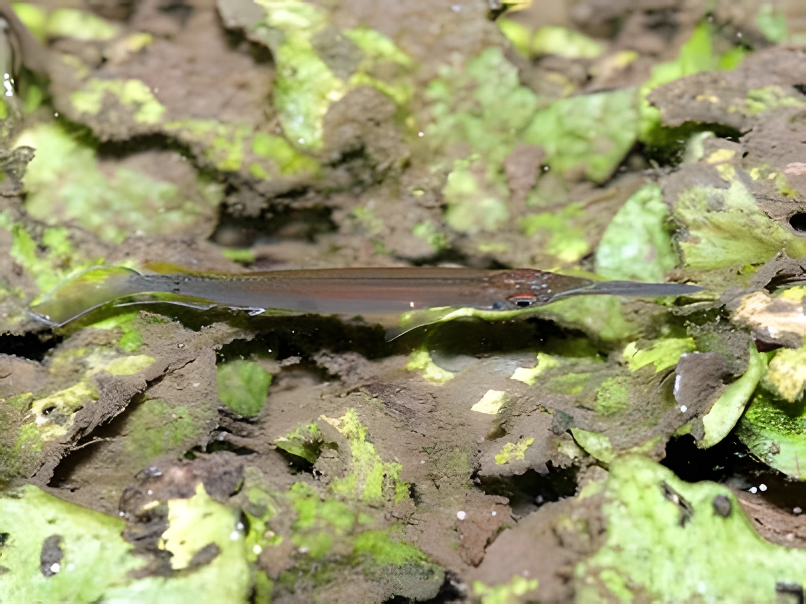 Fotografía del pez de acuario Pez aguja de bosque
