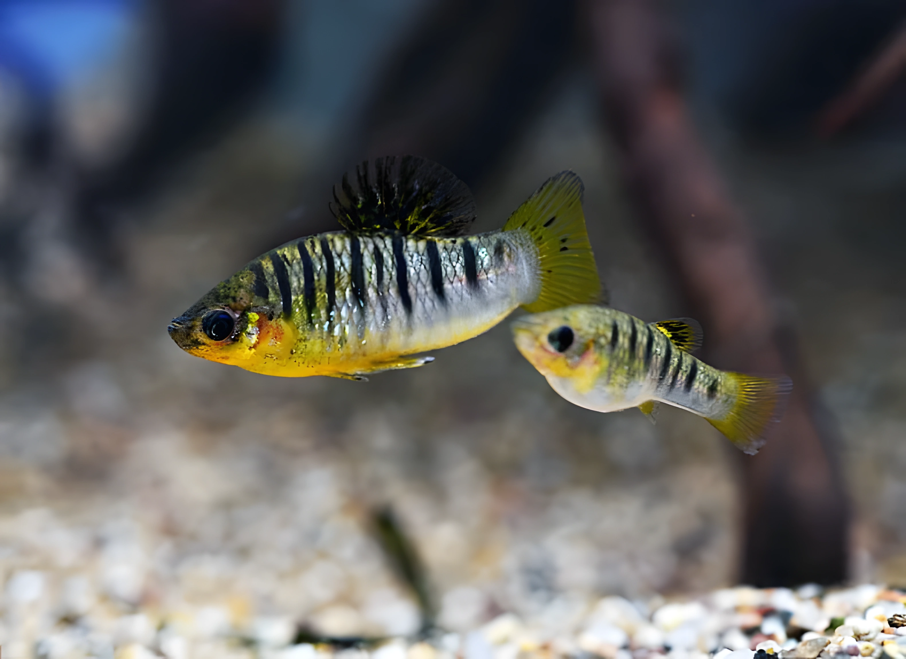 Fotografía del pez de acuario Limia de banda negra