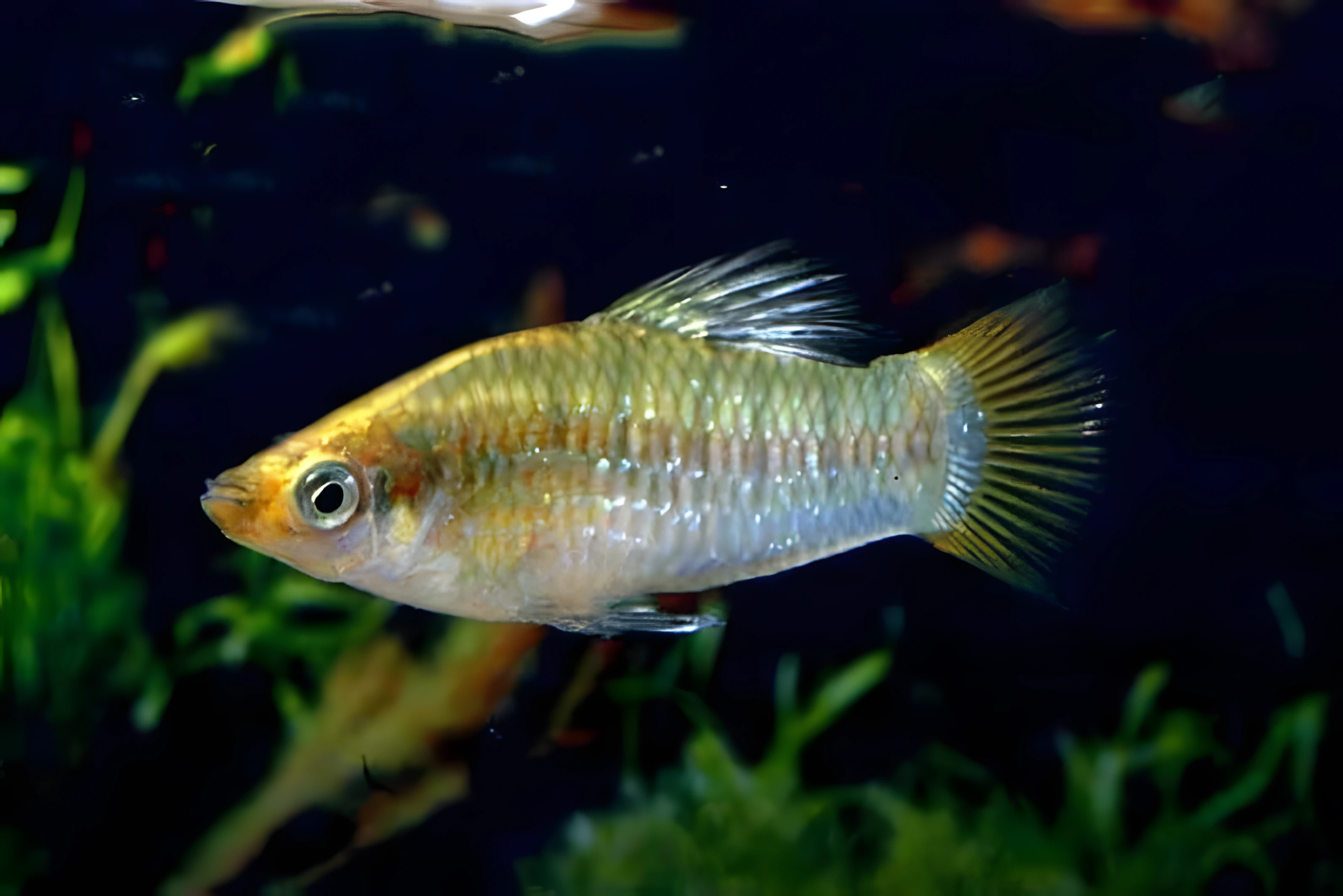 Fotografía del pez de acuario Limia dominicana
